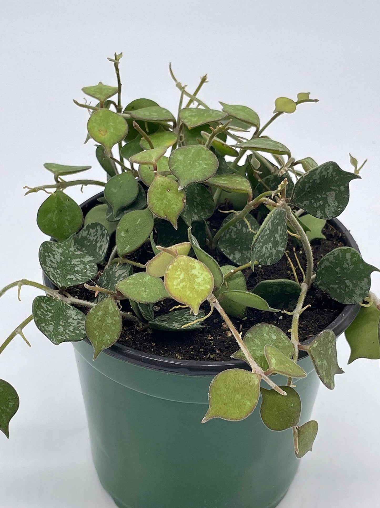 Hoya Curtisii, Very Rare Limited Live Plant, in 4 inch Pot