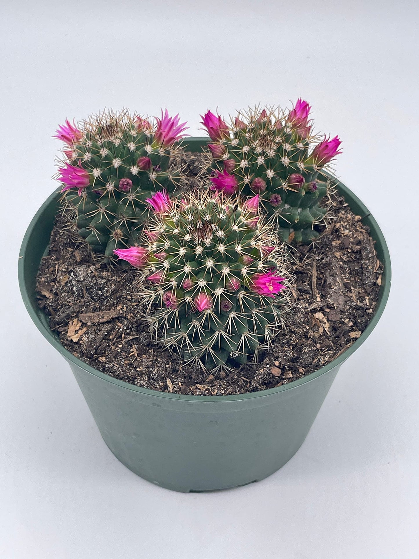 Old Lady Cactus, 6 inch, Mammillaria hahniana, Crown of Flowers