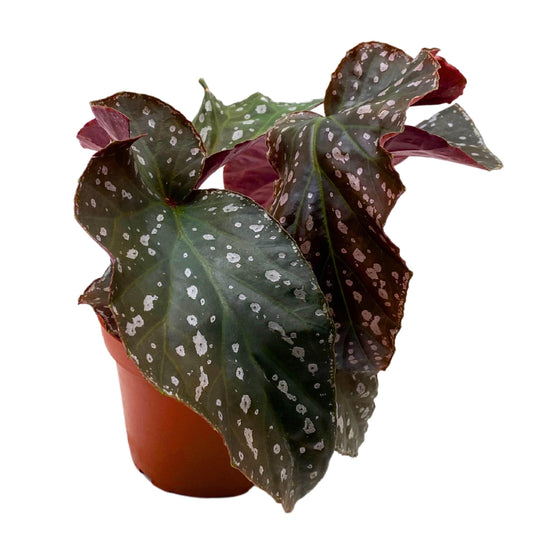 Harmony Foliage Harmony's Silver Eagle Angel Wing Cane Begonia 4 inch