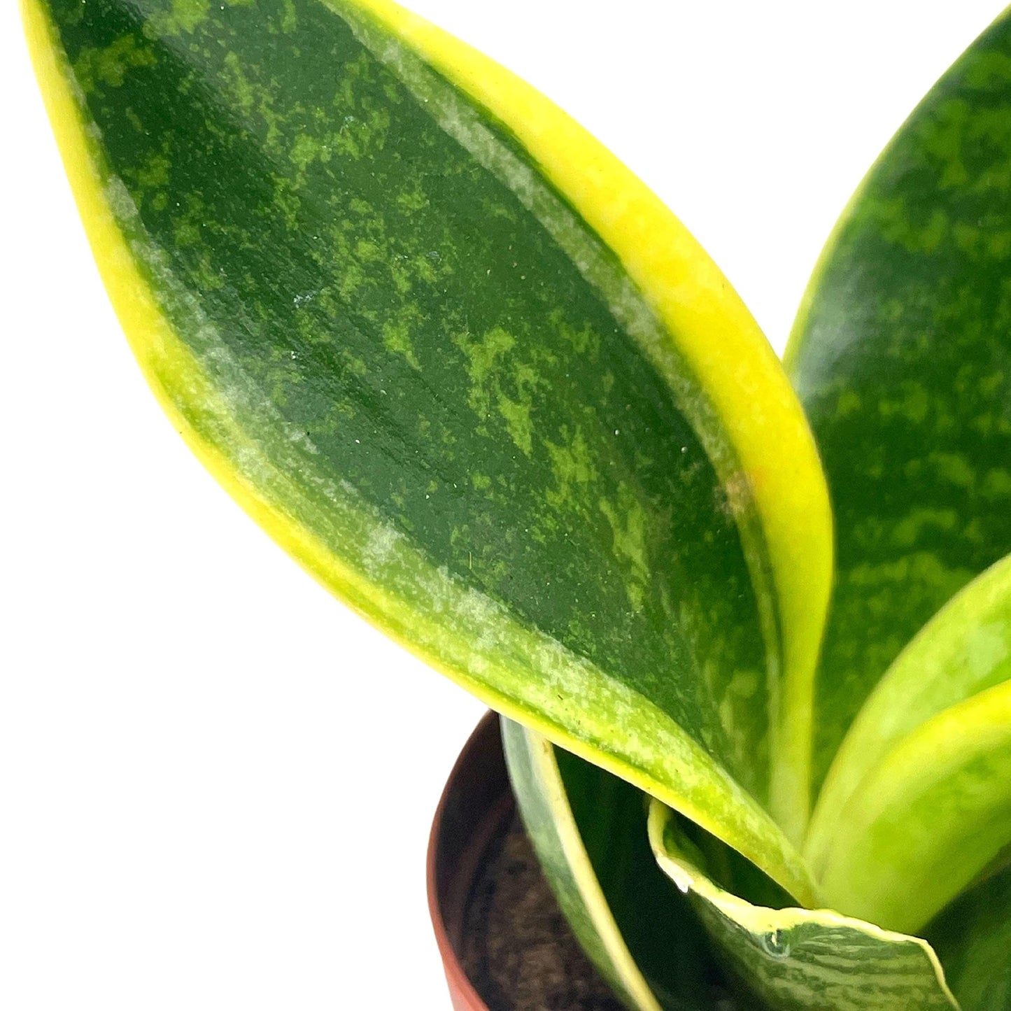 dracaena trifasciata seeds BubbleBlooms Varigated Snake Plant in a 2 inch Pot Sansevieria Dracaen – Florida House Plants