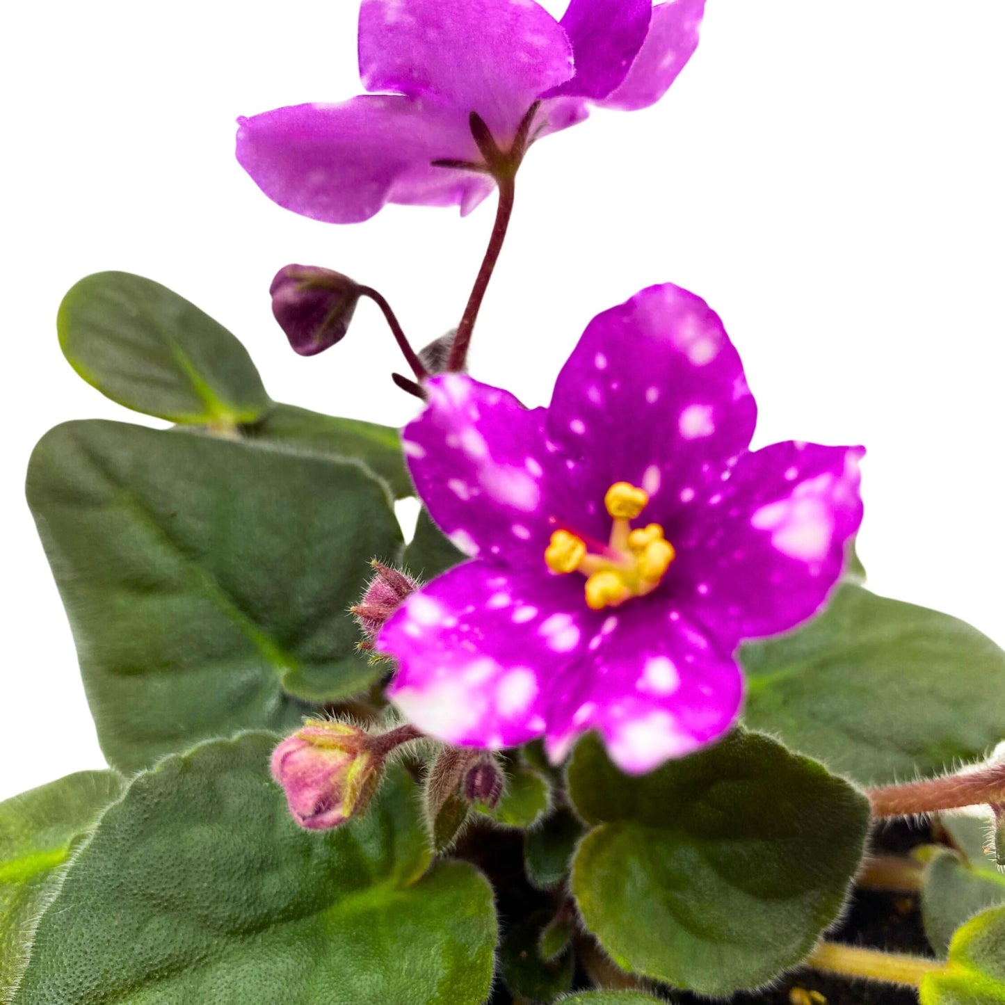 Harmony Foliage Hunter's Pew Pew African Violet Variegated Flower 4 inch