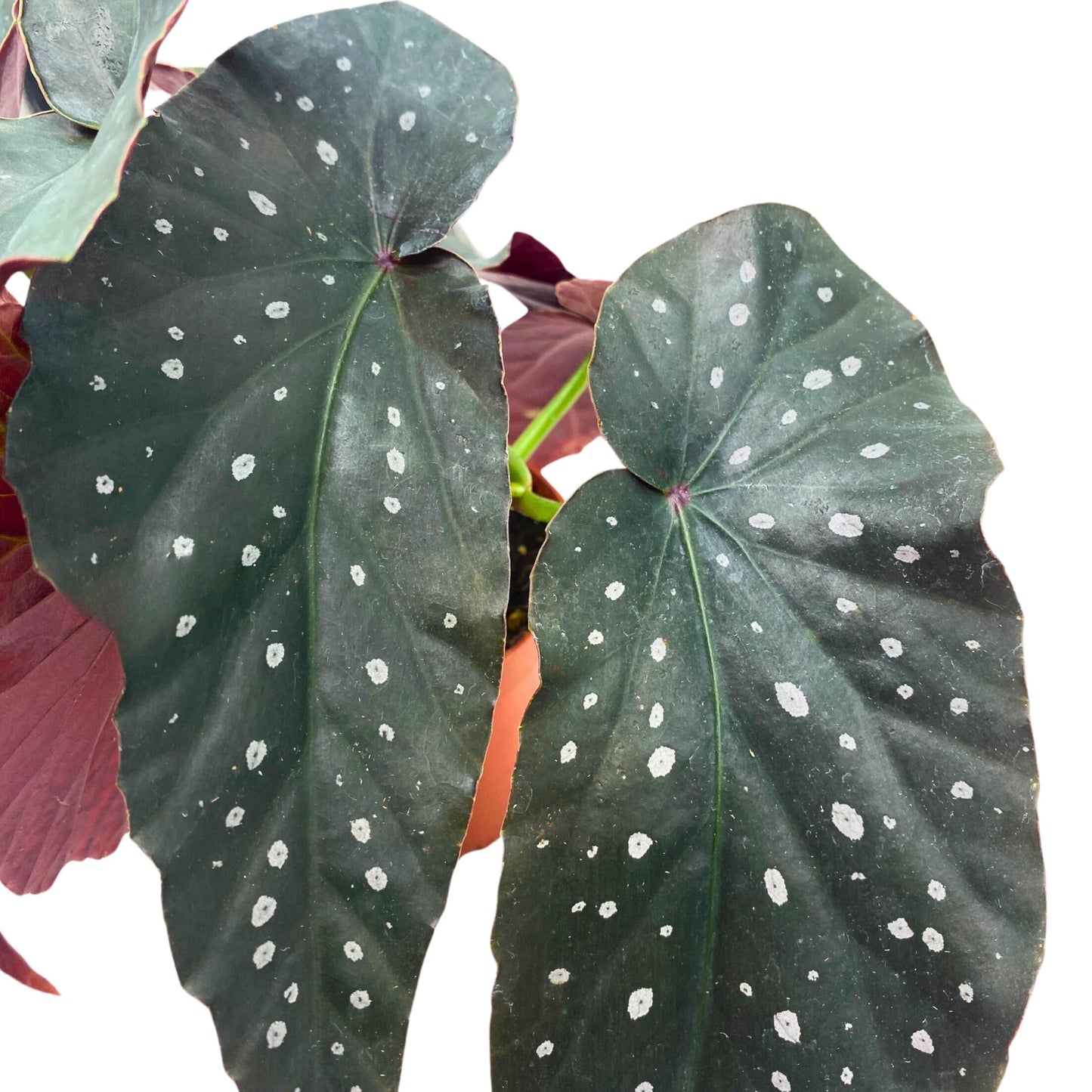 Harmony Foliage Harmony's Dark Horse Angel Wing Begonia 4 inch