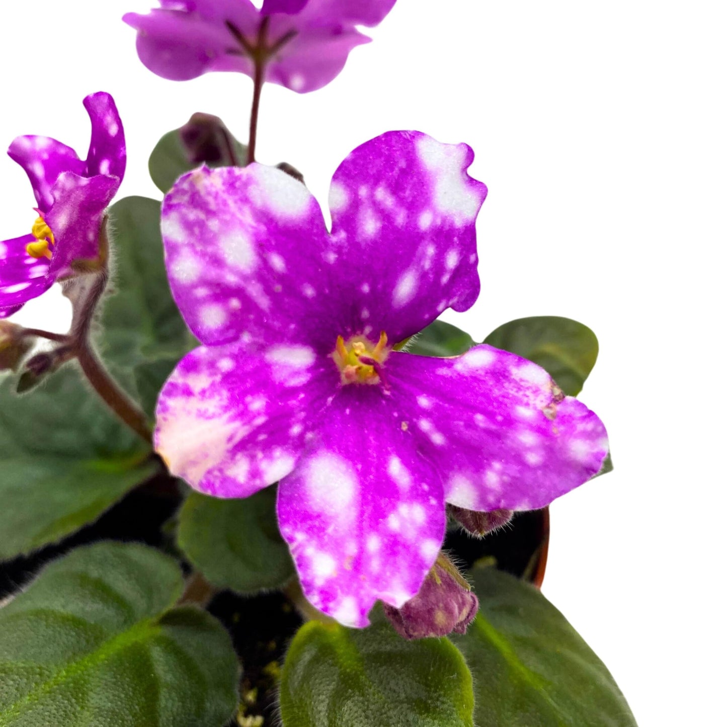 Harmony Foliage Hunter's Pew Pew African Violet Variegated Flower 4 inch