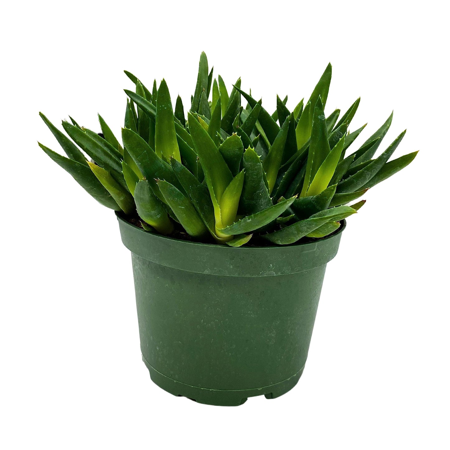 Aloe Black Gem, Carrion Plant, or Starfish Flower Plant in 6 inch Pot