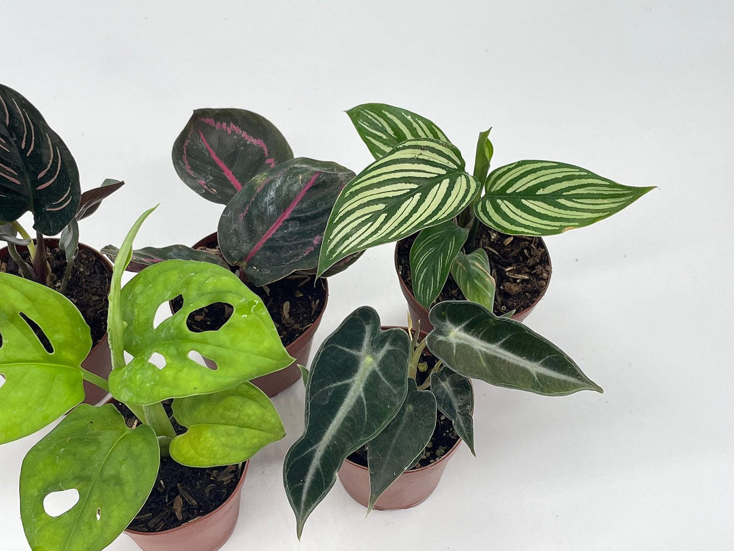 Variegated Foliage Assortment, Indoor Premium Collection, adanosii, Monstera, alocasia, Wandering Jew, Rare houseplants, 2 inch, Set of 5