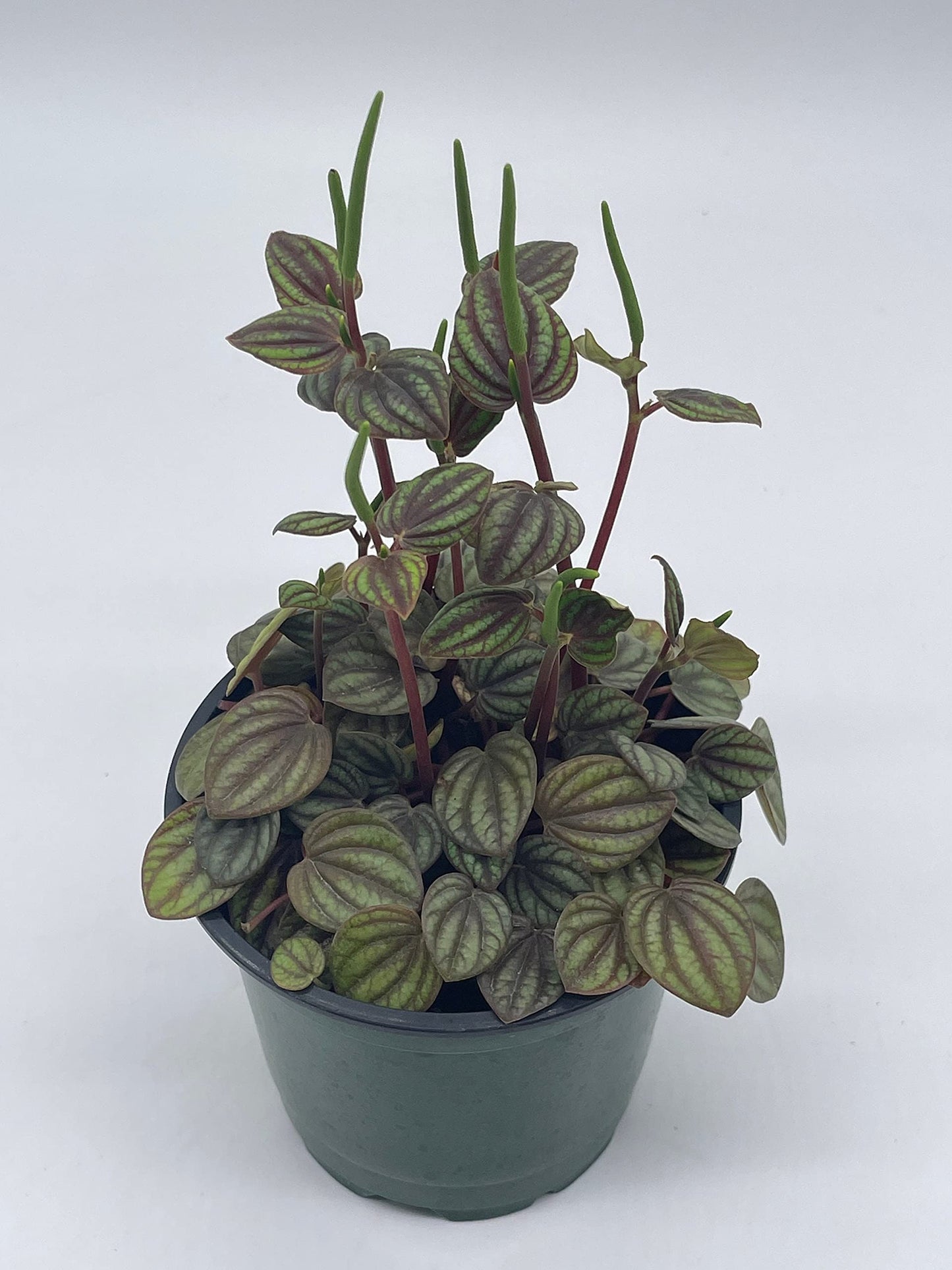 Peperomia Piccolo Banda, albovittata,4 inch Pot, Rare Mixed Frost peperomia