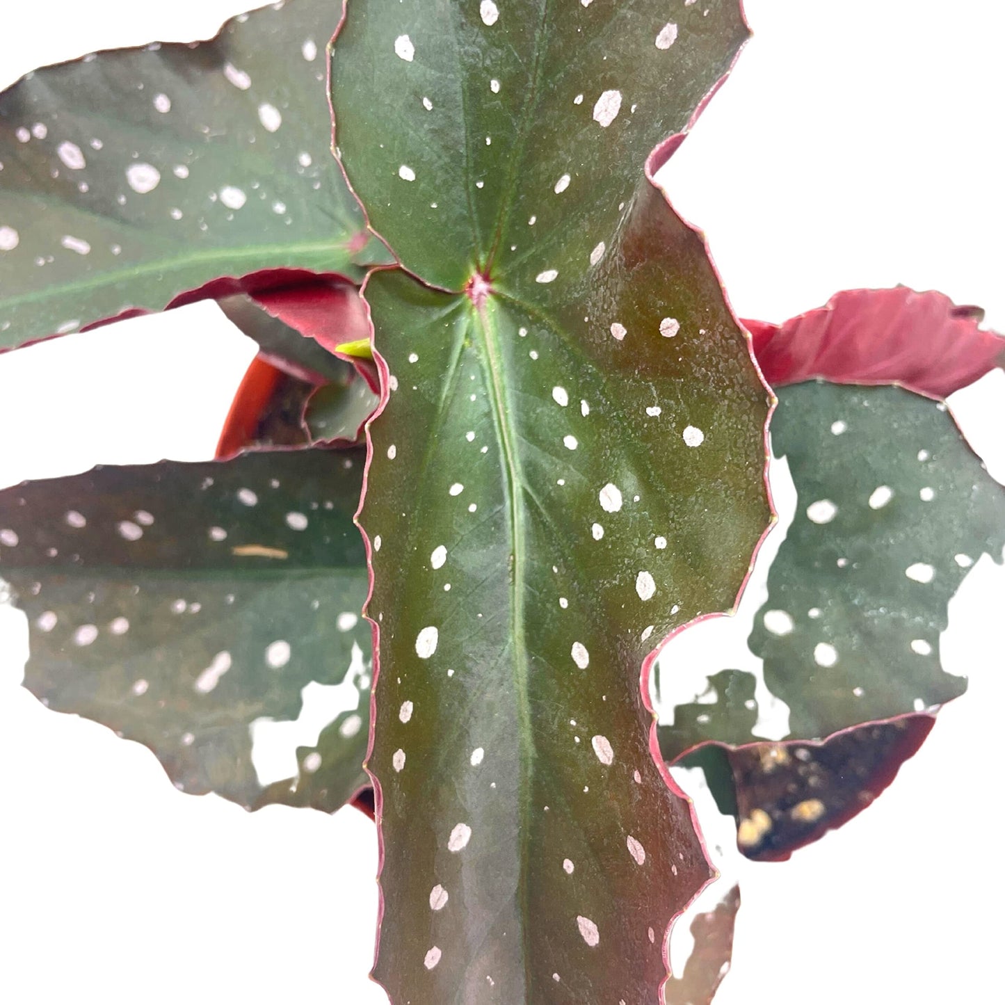 Harmony's Dark Angel, Angel Wings Polka dot Begonia Rex, 6 inch, Very Rare Homegrown Exclusive Unique Variegated Begonia