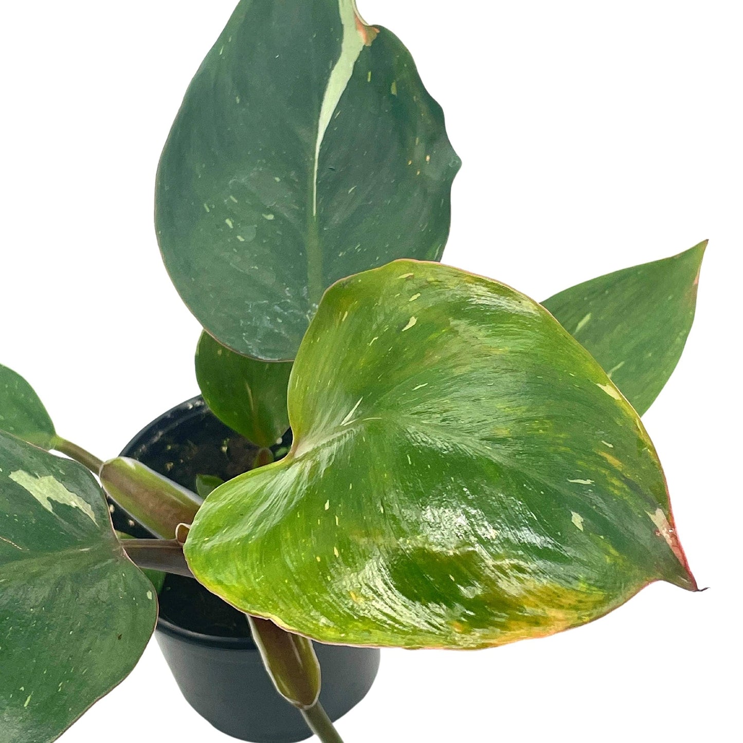 Philo White Knight, 4 inch, Rare Variegated Philodendron erubescens