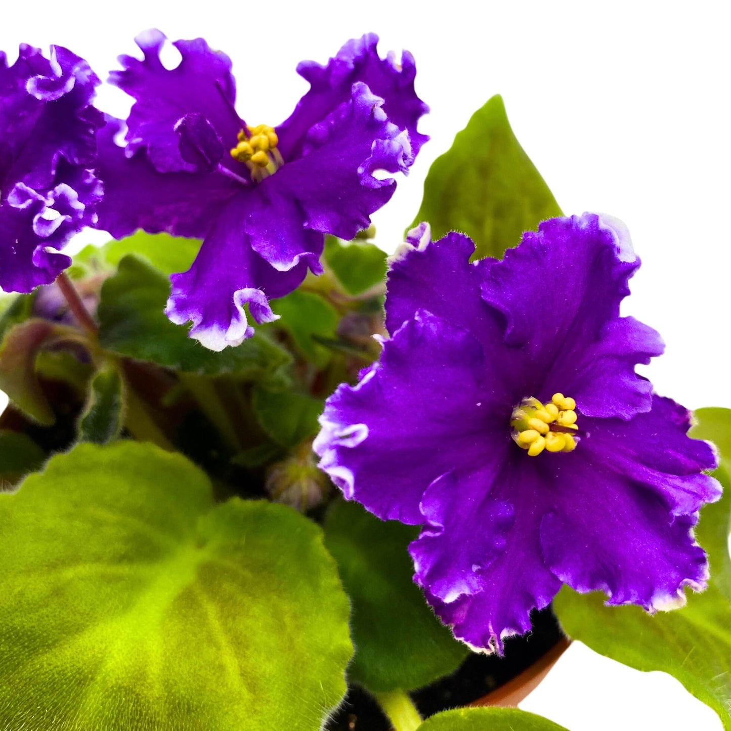 Harmony Foliage AV Napoleon African Violet Saintpaulia 4 inch