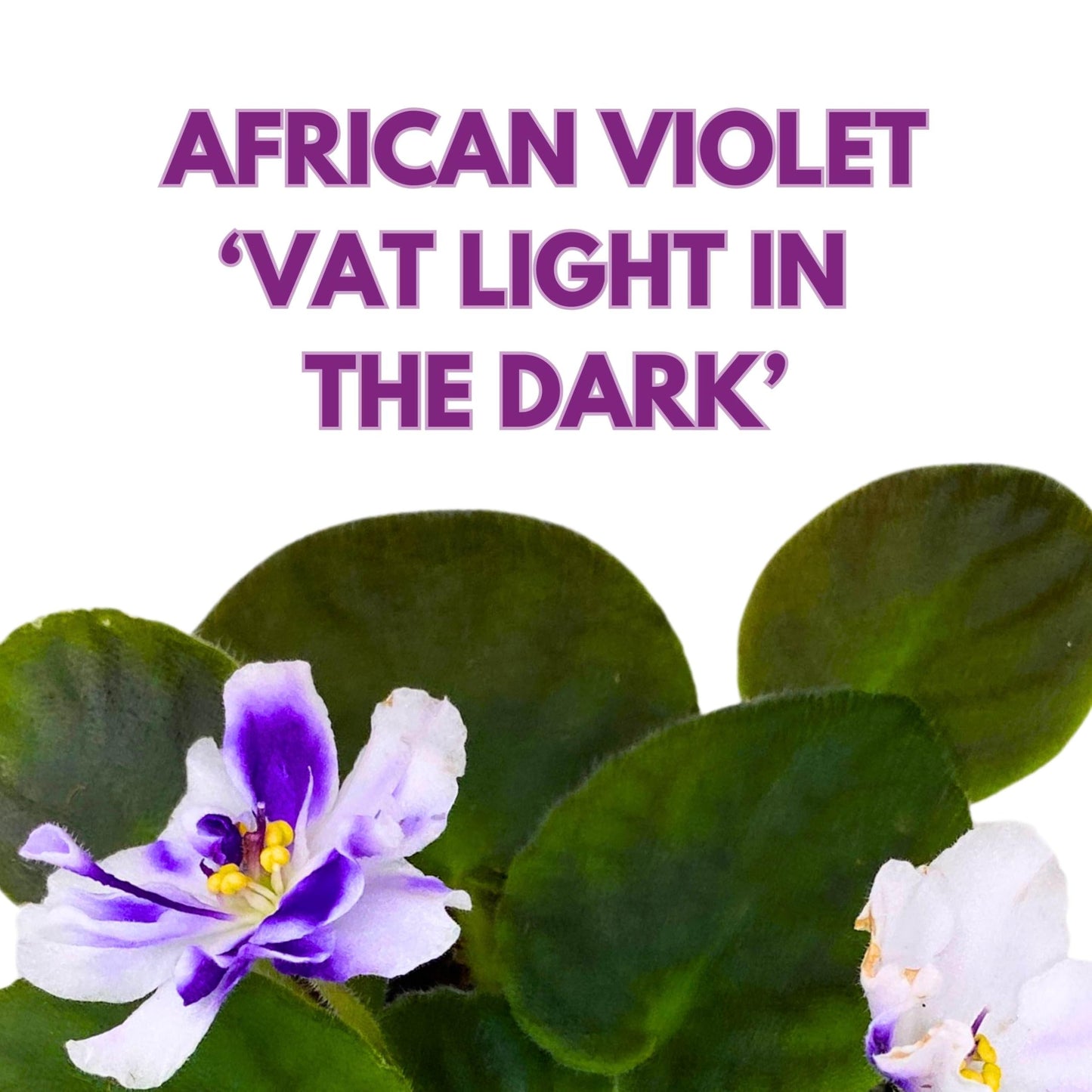 Harmony Foliage VaT Light in The Dark African Violet 4 inch