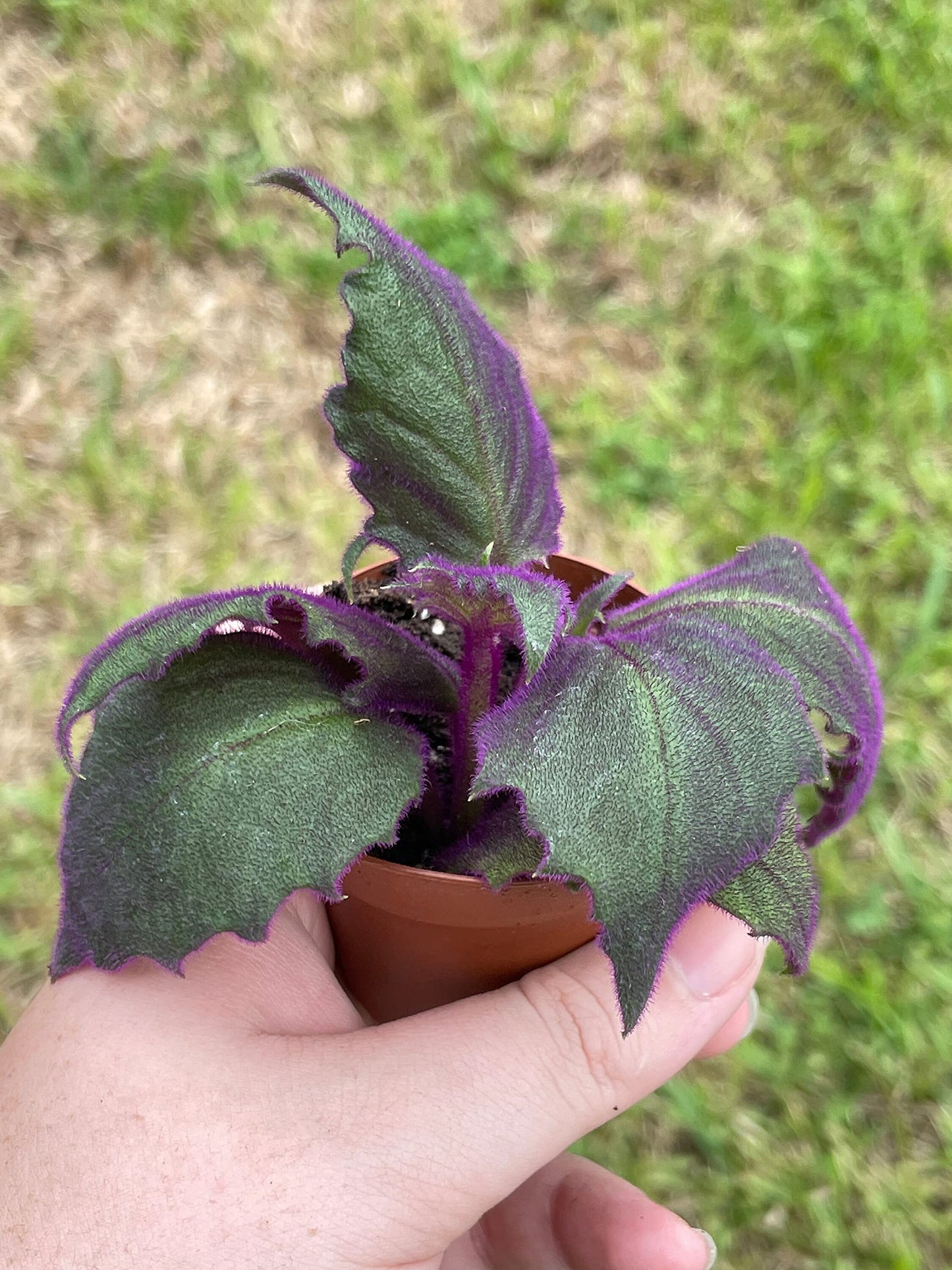 Velvetplant, Gynura aurantiaca, Purple Velvet Plant, Limited, in a 2 inch Pot Super Cute