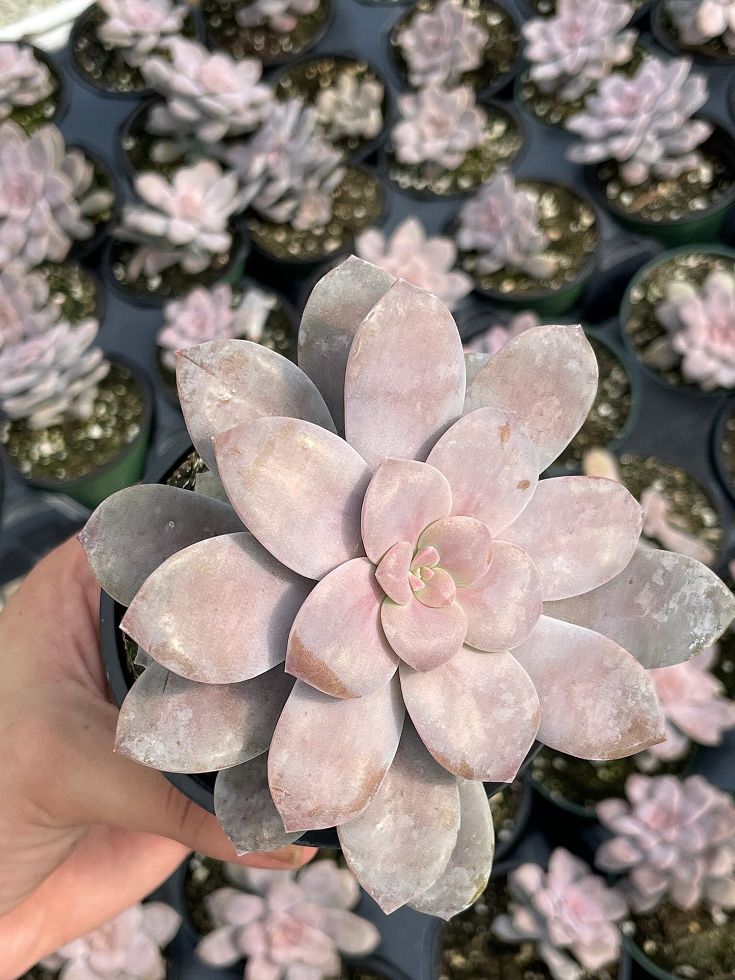 Superbum, Graptopetalum pentandrum subsp in a 4 inch Pot