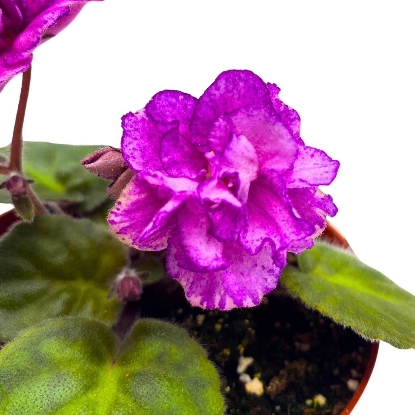 Harmony Foliage Sergeant Pepper African Violet Saintpaulia 4 inch