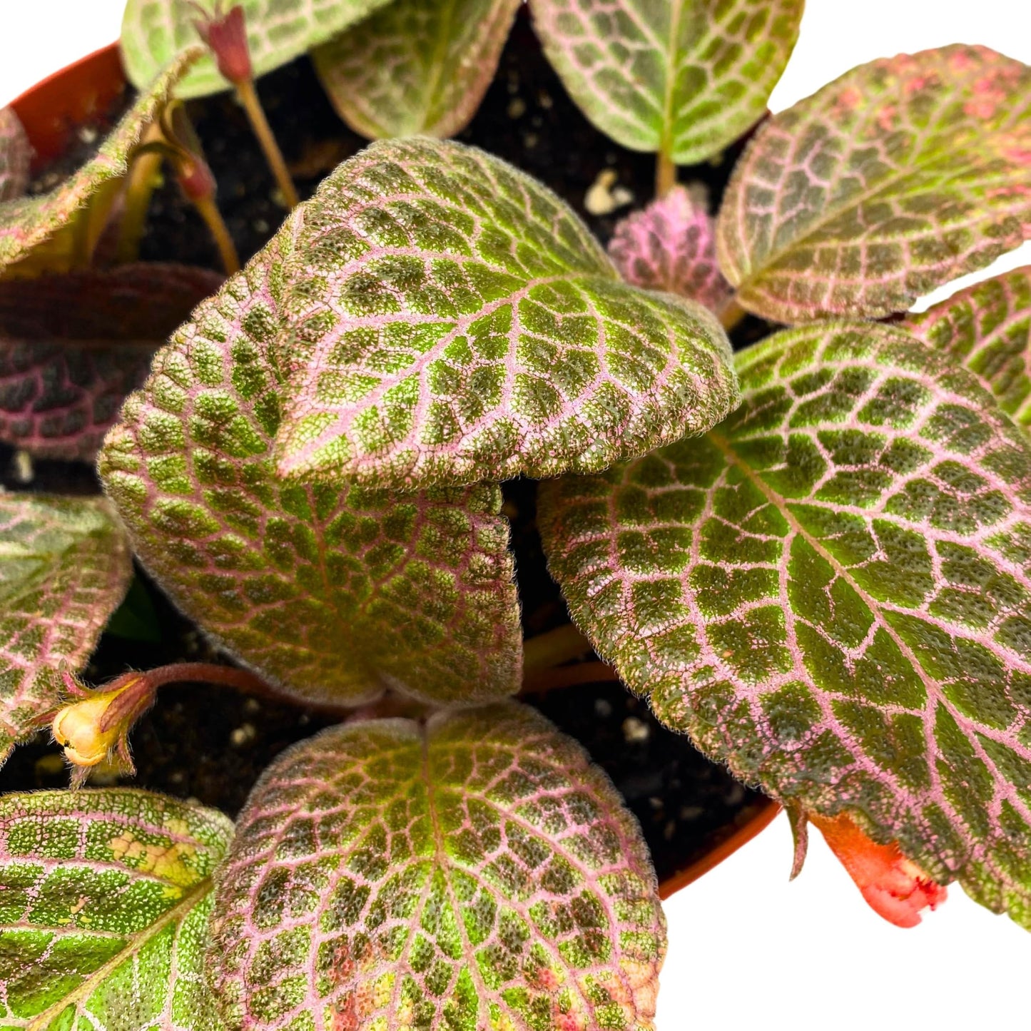 Harmony Foliage Episcia Pink Acajou Flame Violet 6 inch