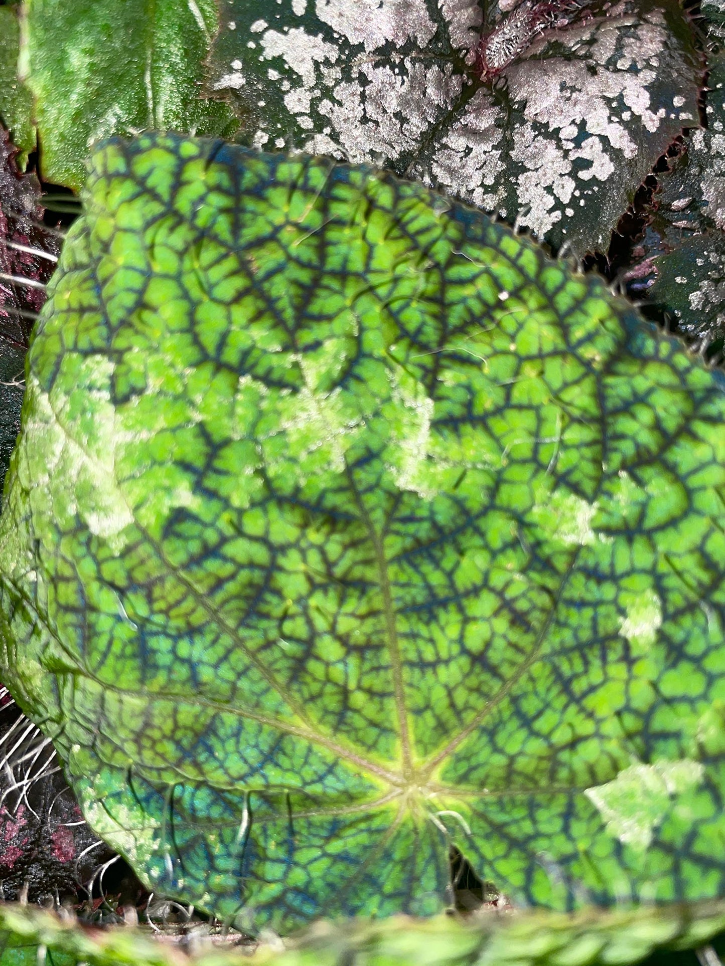 BubbleBlooms Harmony's Begonia Rex, Longicilata Sizemoreae, 4 inch, Iridescent Blue Flash, Painted-Leaf Begonia, Unique Homegrown Exclusive