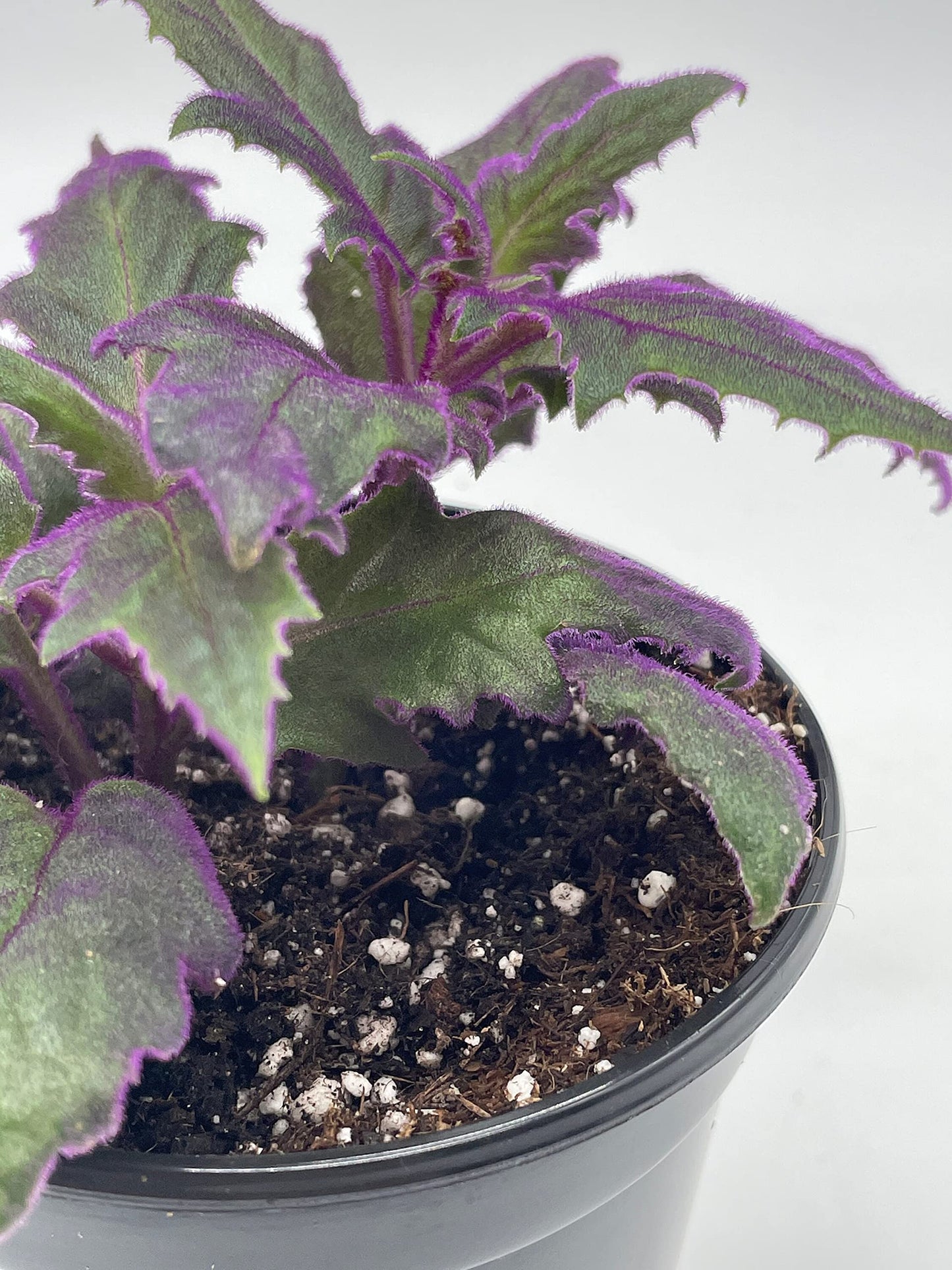 Flame Violet Velvetplant, Gynura aurantiaca, Purple Velvet Plant in 4 inch Pot. Fuzzy Leaves