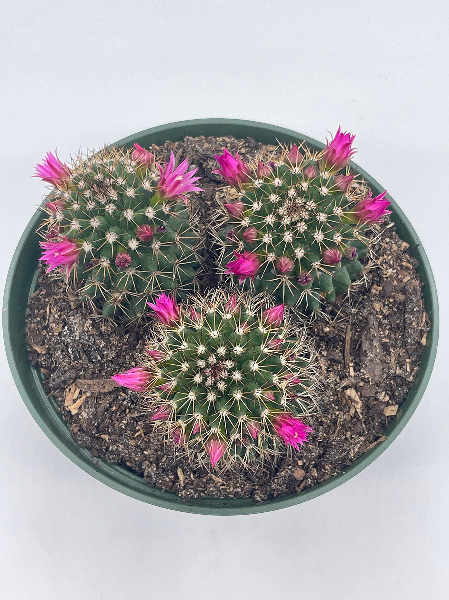 Old Lady Cactus, 6 inch, Mammillaria hahniana, Crown of Flowers