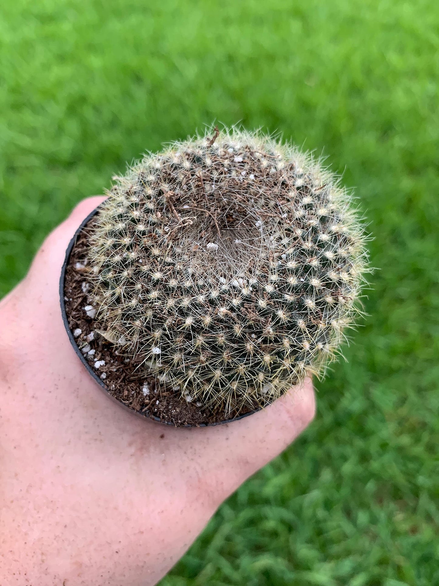 Old Lady Pincushion, Birthday Cake Cactus Neomammillaria hahniana, Mammillaria saetigera