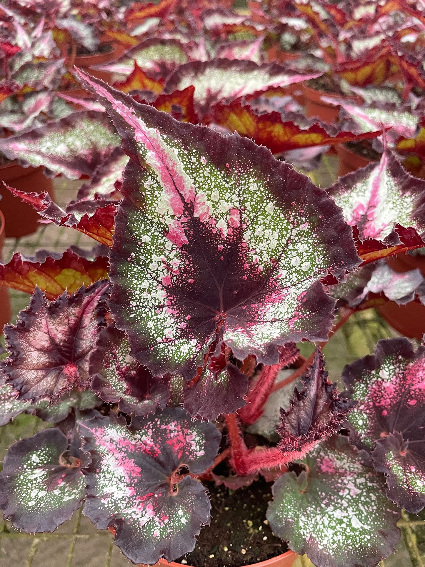 Harmony's Fatal Attraction Begonia in a 6 inch Pot, Begonia rex