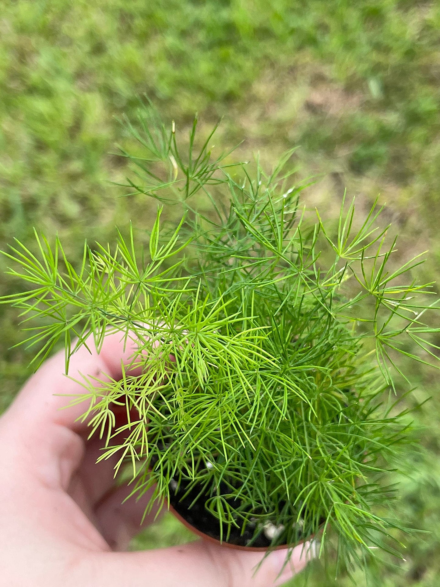 Sprenger's Asparagus Fern, Asparagus densiflorus setaceus, Limited, in a 2 inch Pot Super Cute