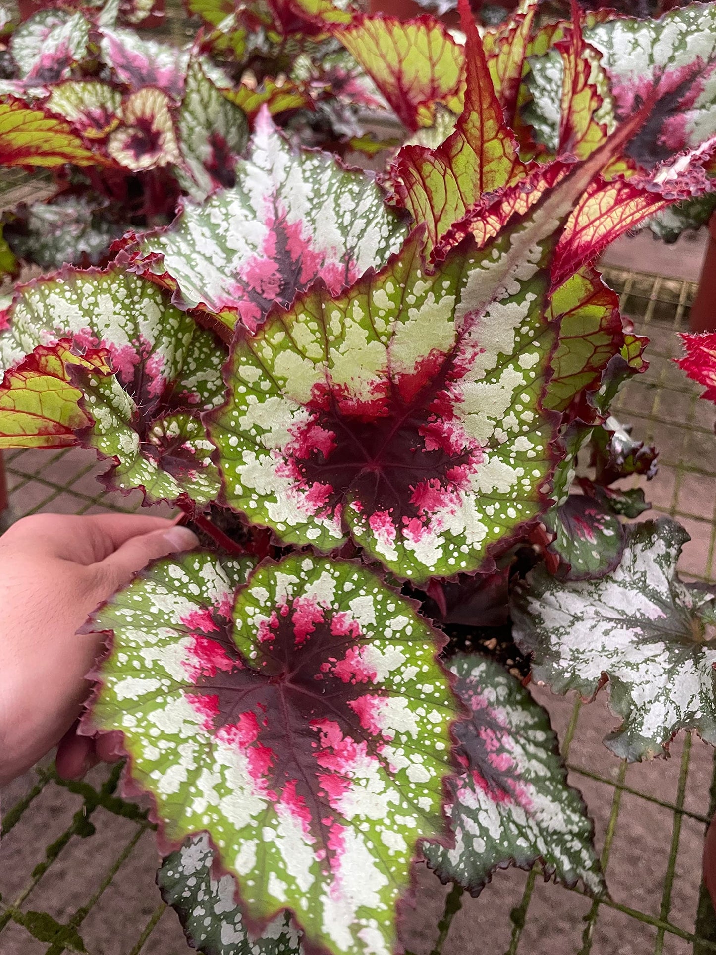 Harmony's First Kiss, in a 6 inch Pot,  Begonia rex