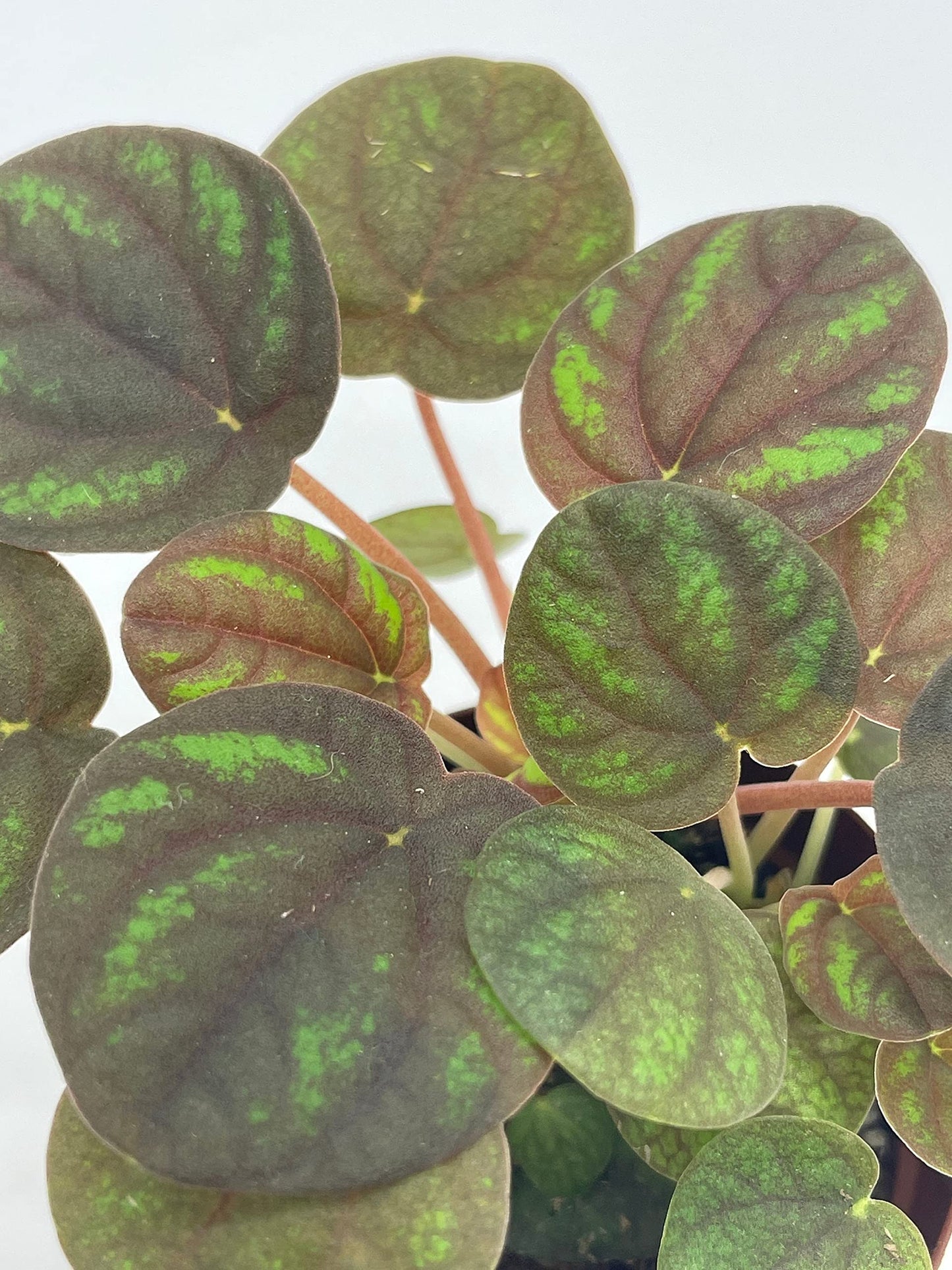 Peppermill Peperomia Frost, 2 inch, (Brownish) Emerald Ripple Pepper, caperata, albovittata