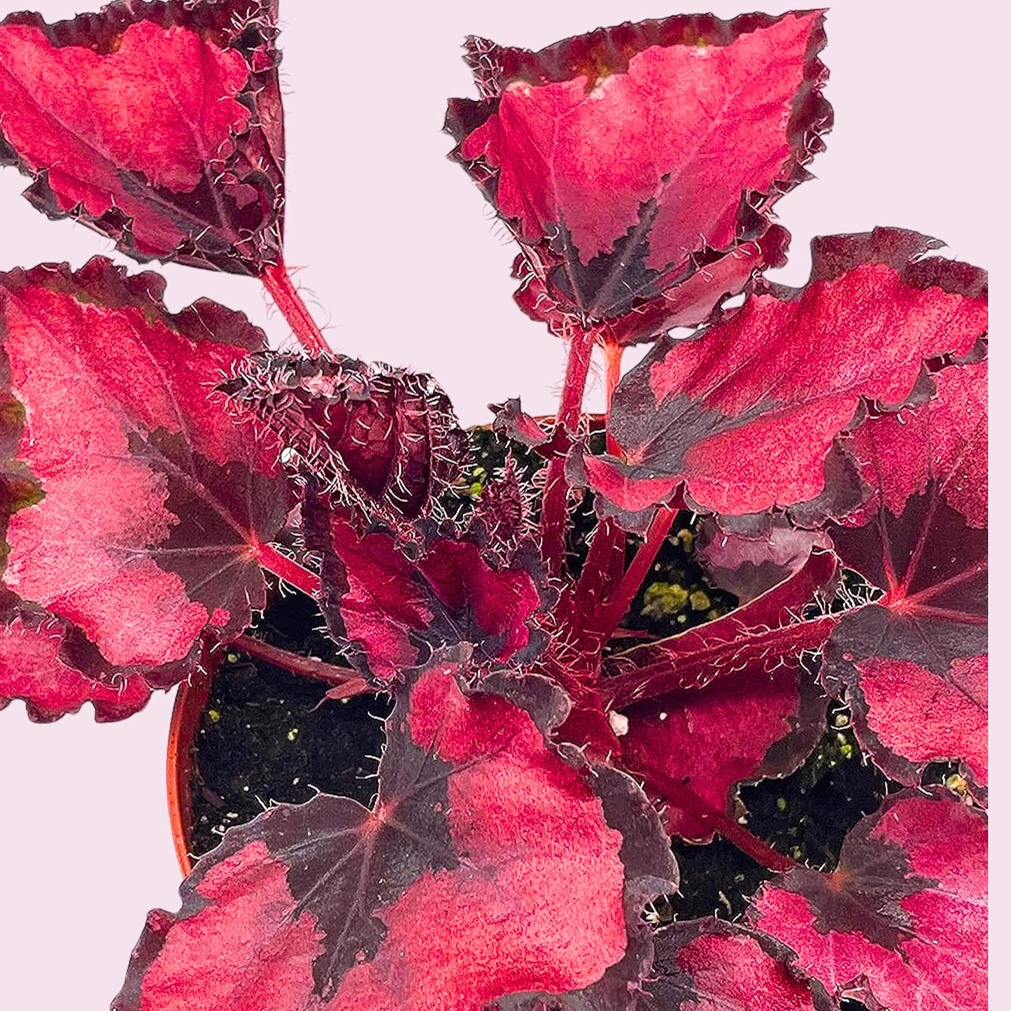 BubbleBlooms Harmony's Red Robin, Begonia Rex, Dark 4 inch Painted-Leaf Begonia, Unique Homegrown Exclusive, Variegated