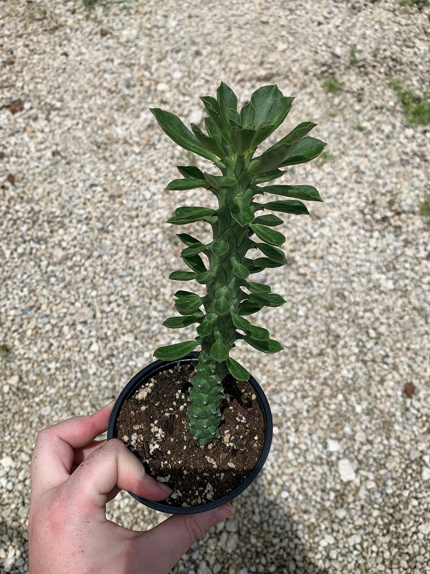 Euphorbia Ritchiei, Monadenium ritchiei, P.R.O. Bally Bruyns, Short Thick Cactus Stems