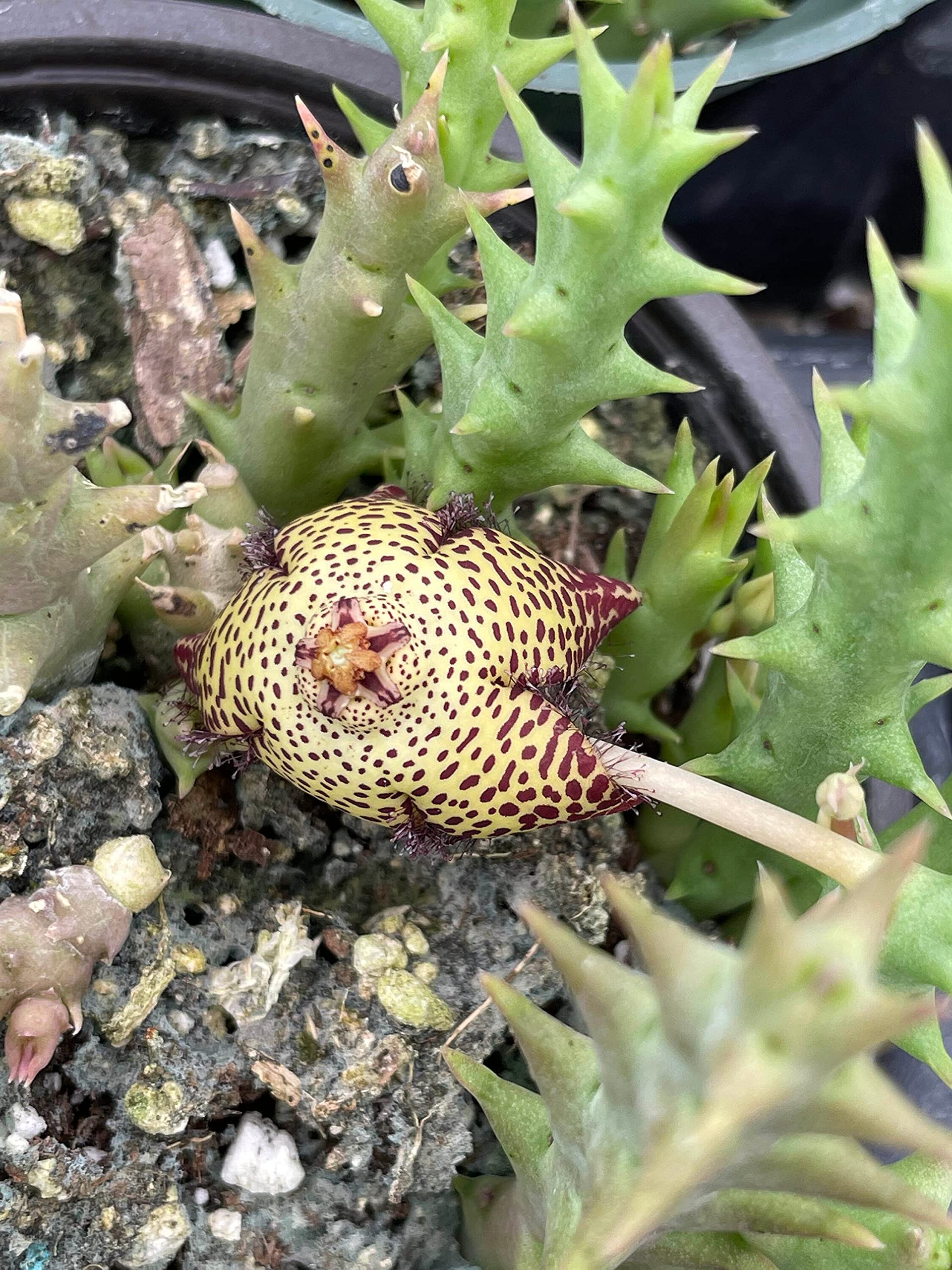 Crested Orbea Variegated stapelia Starfish-flower high quality In 4” Pot