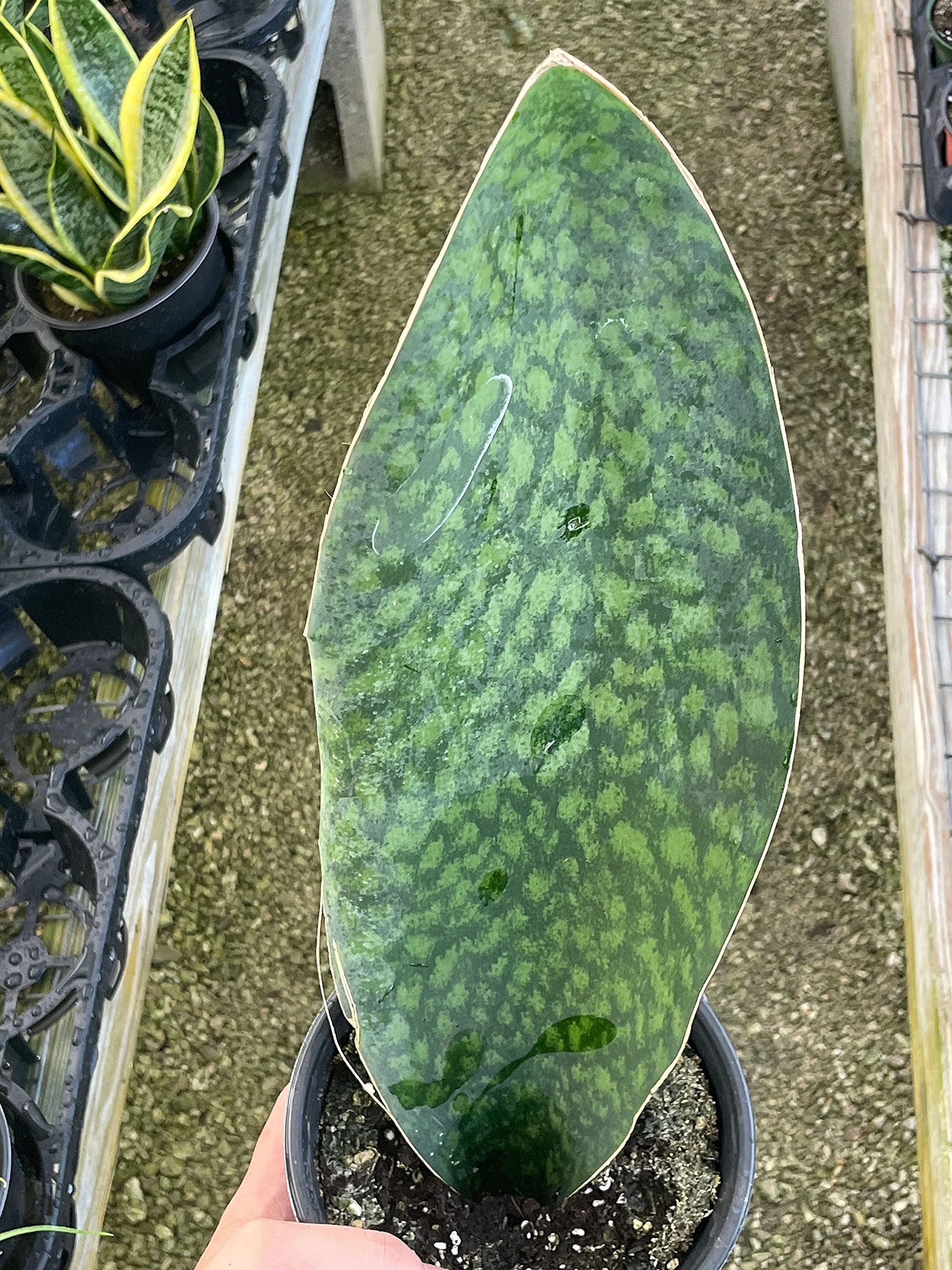 Sansevieria Masoniana XL (#A284)** | 2024 Shark Fin Snake Plants | Whale Fin Snake Plant