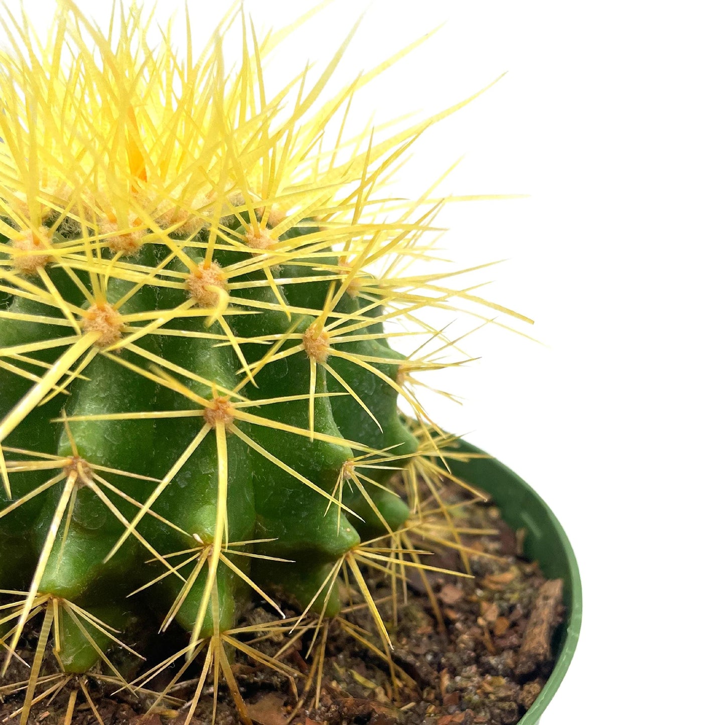 BubbleBlooms Golden Barrel Cactus in a 6 inch Pot Echinocactus Grusonii, Gold Ball Cacti