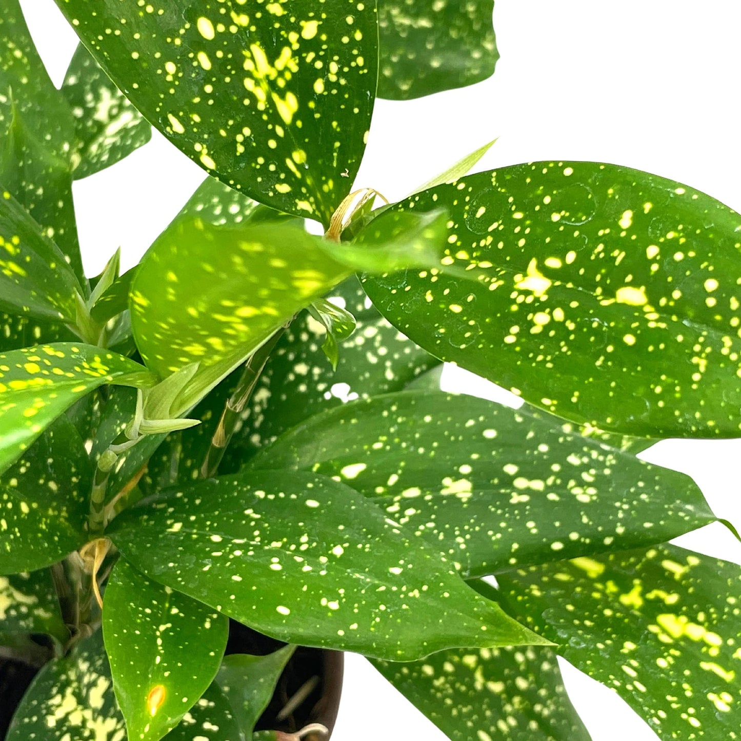 Dracaena Surculosa, 4 inch, Gold dust, Japanese Bamboo, Spotted Leaf