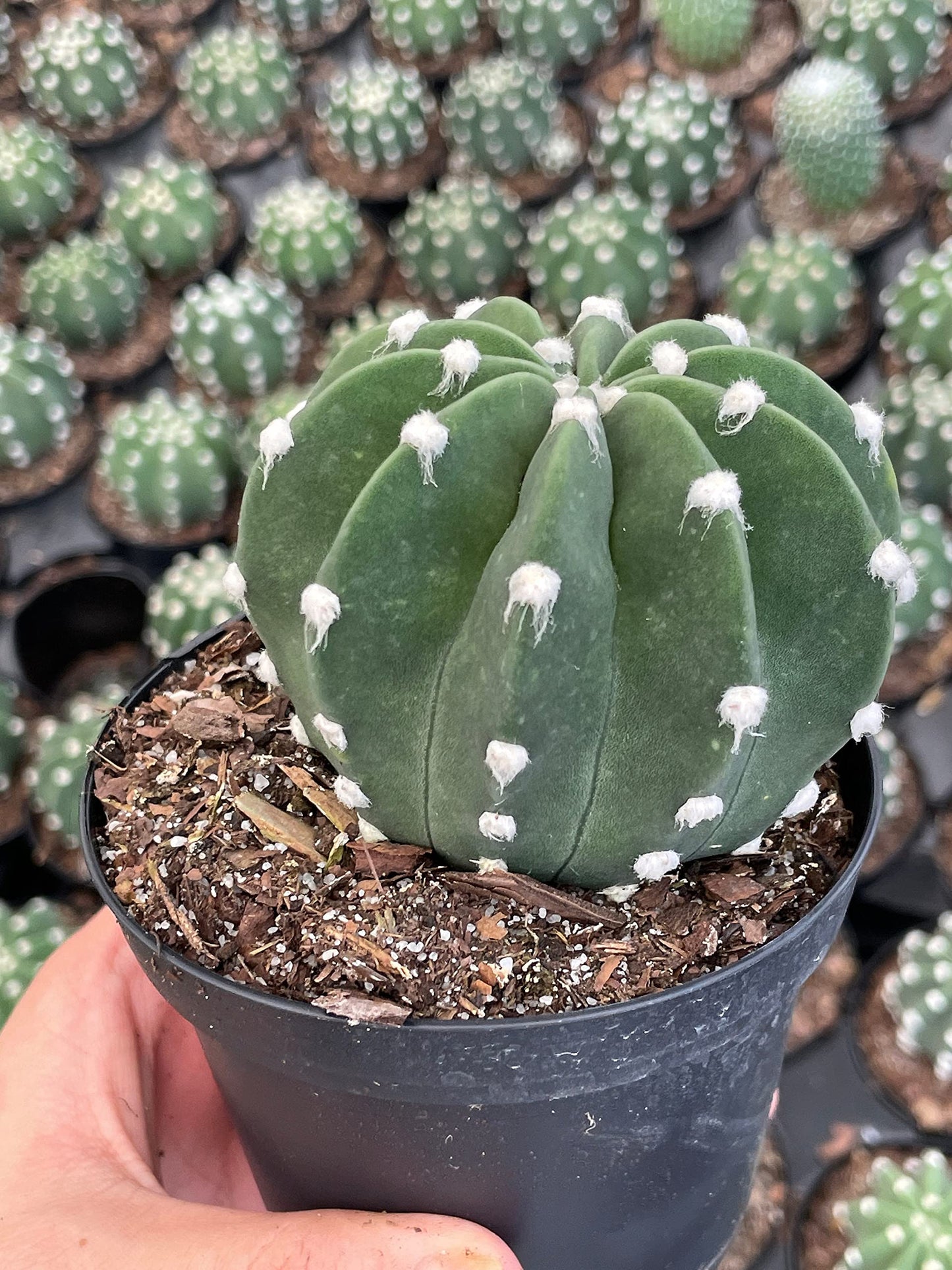 Easter Lily Cactus, Echinopsis subdenudata, Domino Cactus, Sand-Dollar Cactus, Astrophytum Asterias in a 4 inch Pot