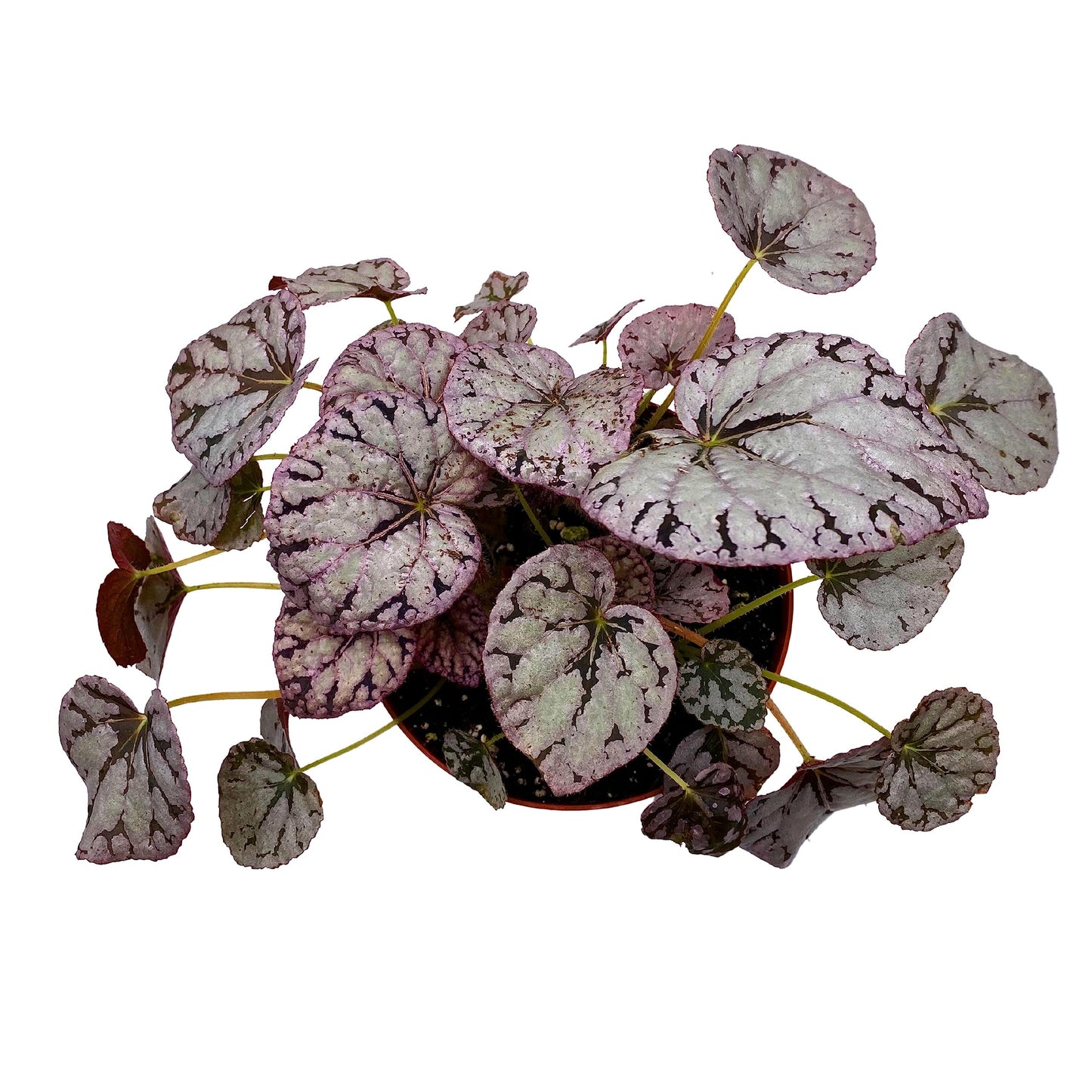 Harmony's BubbleBlooms Silver Dollar Begonia, King Begonia, Painted Begonia, Painted Leaf Begonia Rex in 6 inch Pot