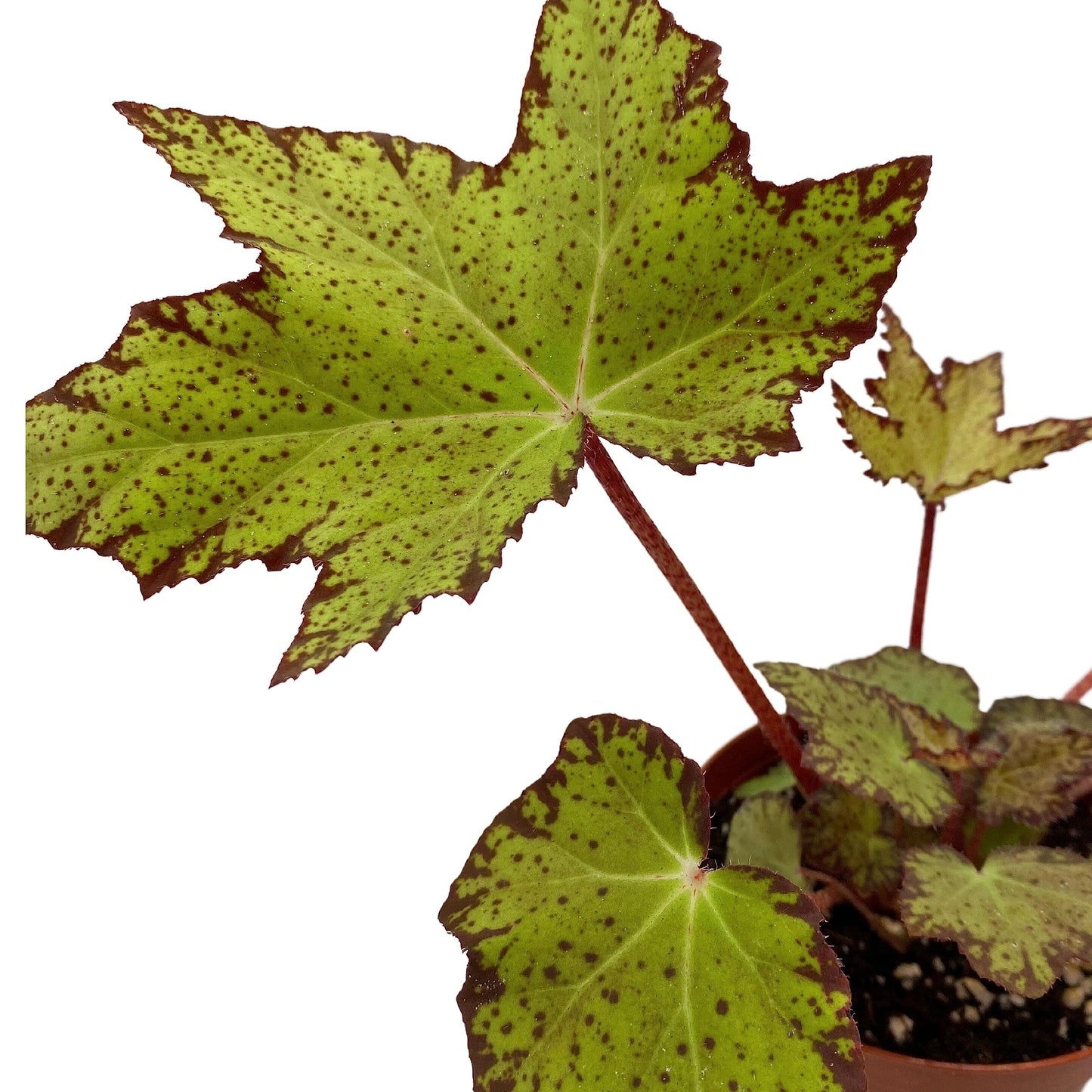 BubbleBlooms Harmony's Little Beaver Begonia, Rhizomatous Begonia, Red and Green Five-Point Leaf, Begonia Rex in a 4 inch Pot