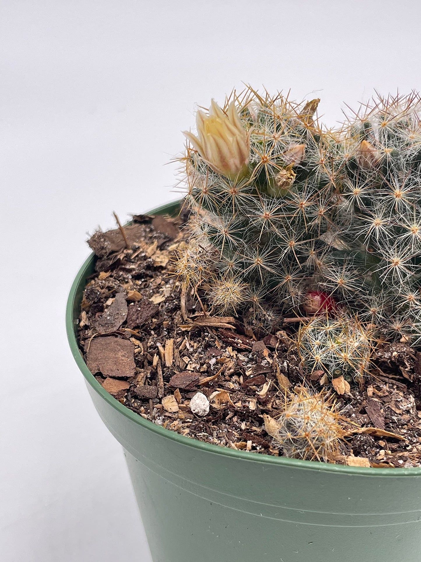 Mammillaria prolifera, Little Candle, Rare Cactus, 4 inch Pot, Well Rooted