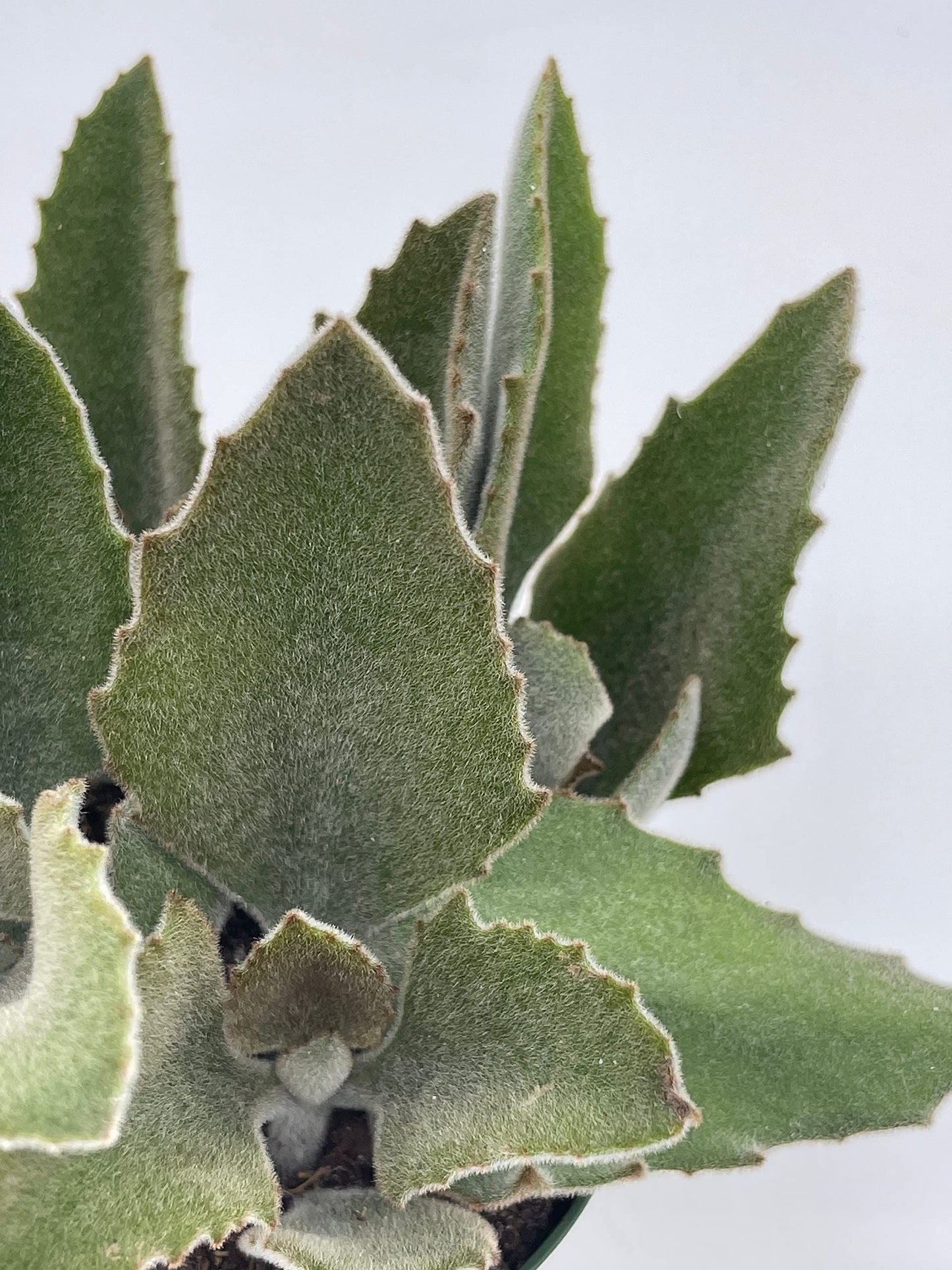 Kalanchoe Beharensis, 4 inch, Donkey Ears, Drake Donkey's Ear Succulent