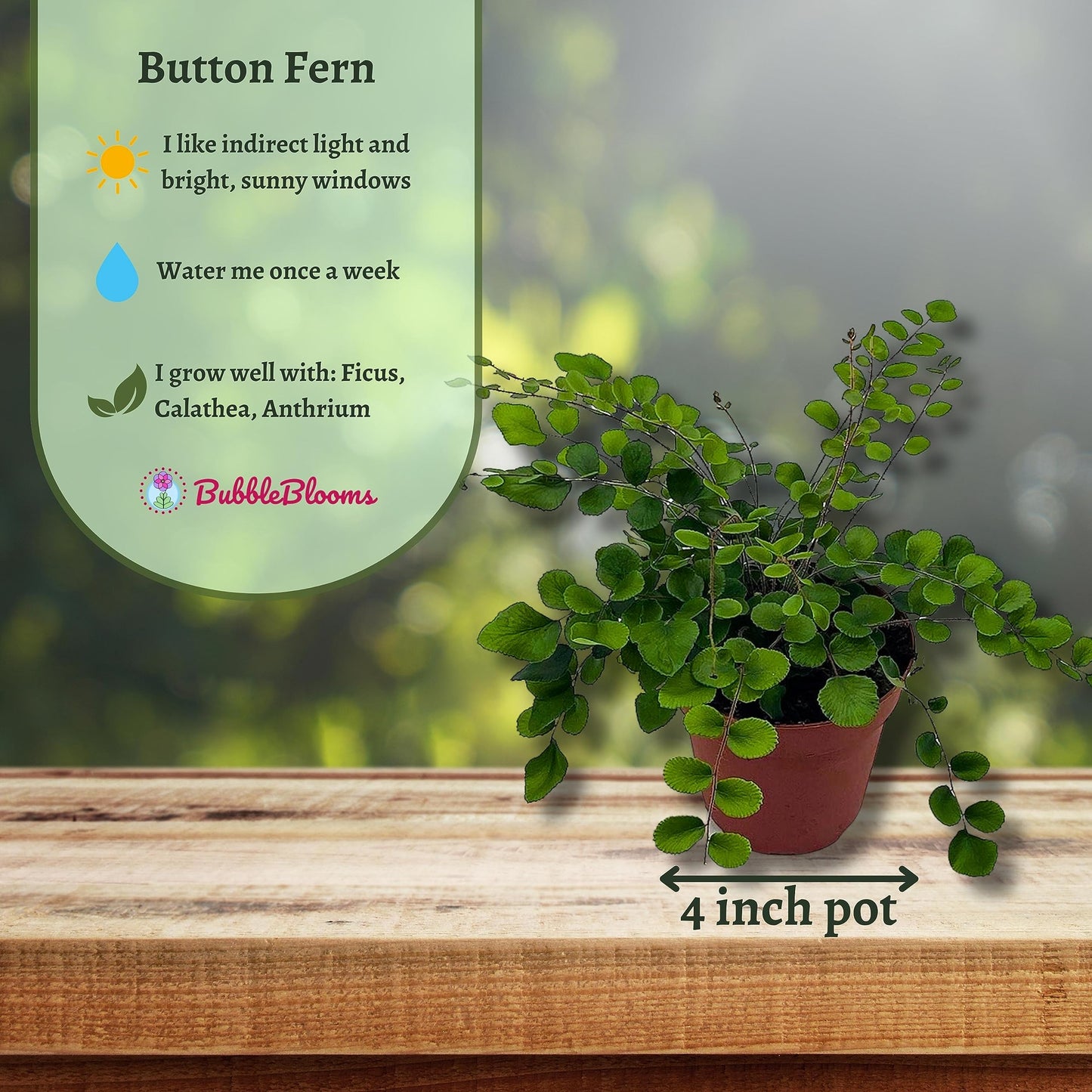 fern like house plant BubbleBlooms Button Fern in a 4 inch Pot Pellaea rotundifolia – Florida House Plants