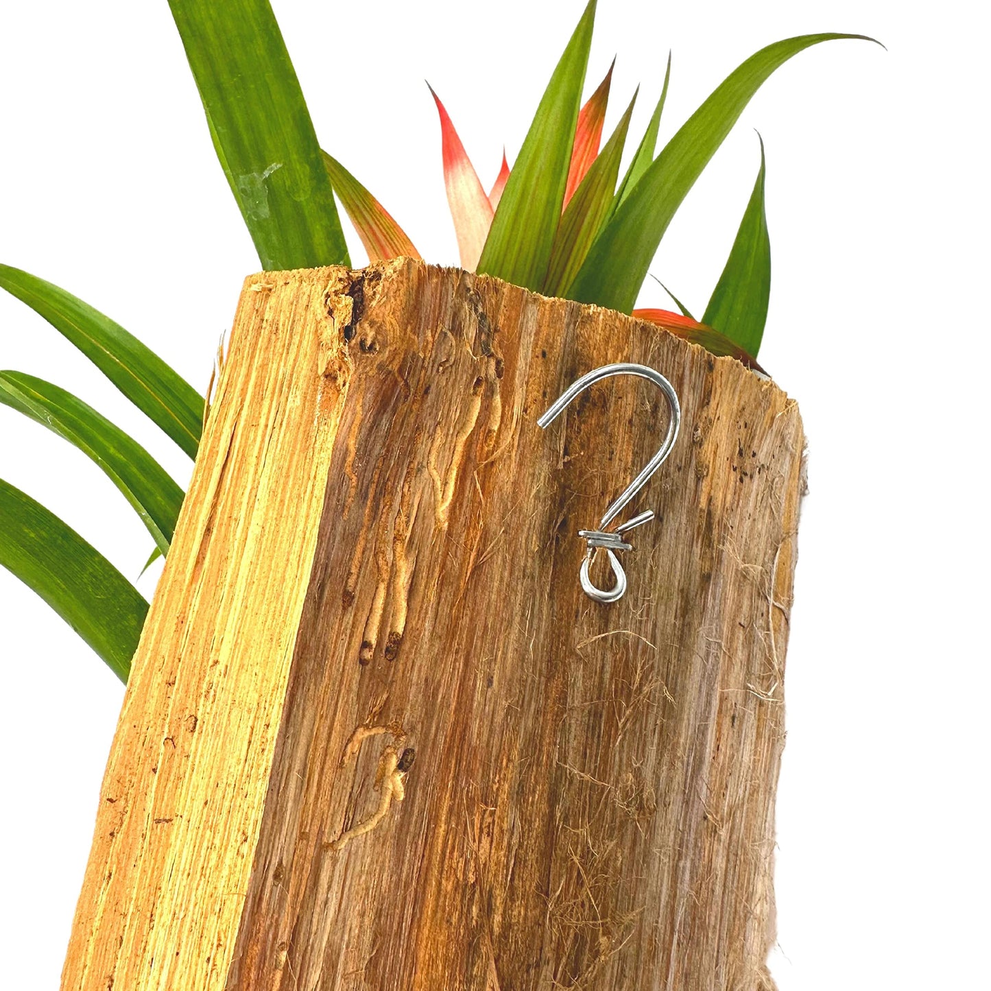 Bromeliad Plaque, Flowering Plant on Cedar Wood Sculpture, Mounted with Moss