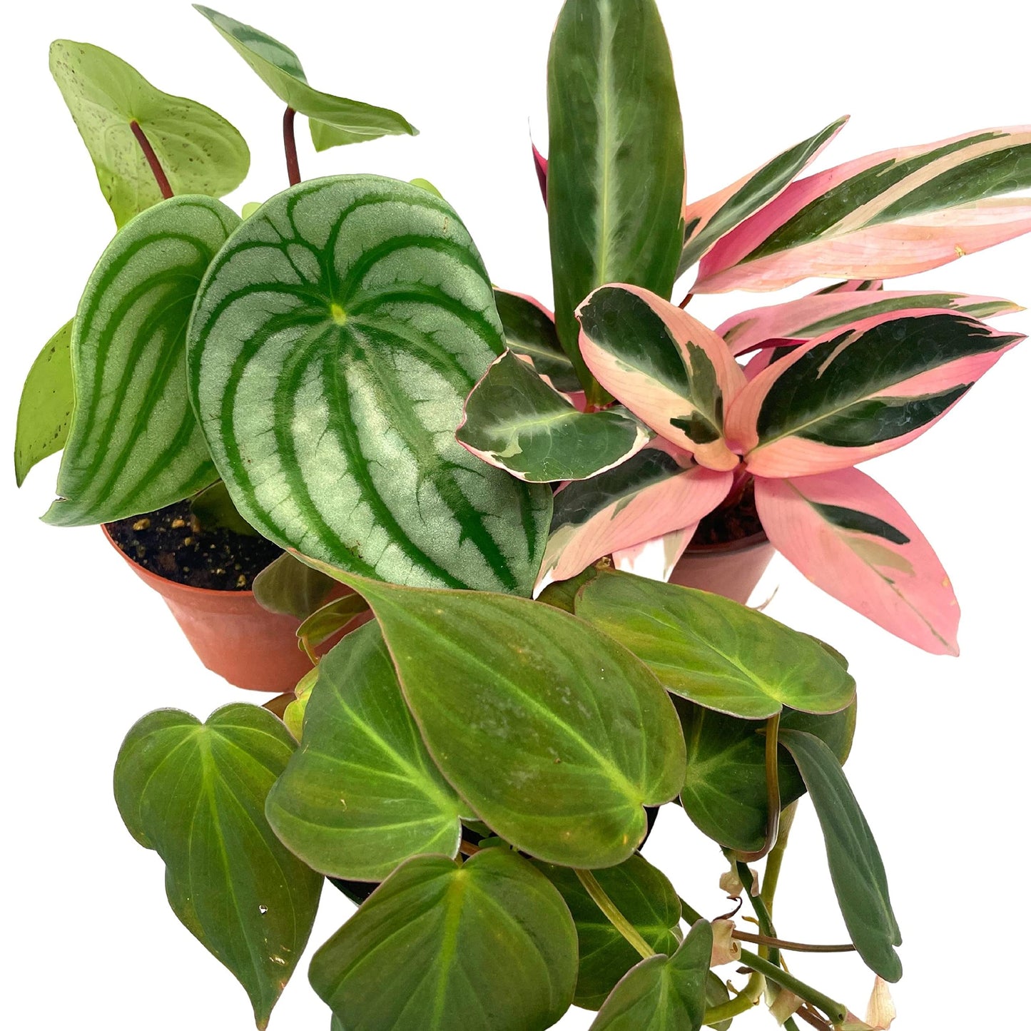 florida house plants llc BubbleBlooms Indoor Foliage Assortment, 4 inch Set of 3, Best-Sellers – Florida House Plants