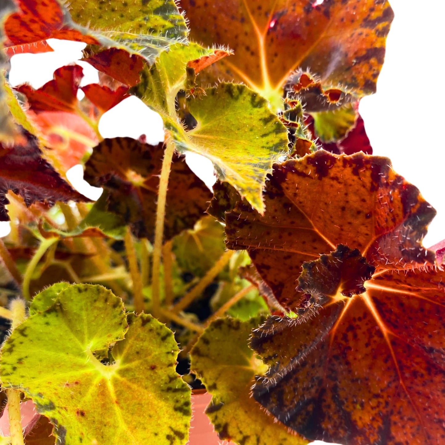 Harmony Foliage Begonia Peter Piper 6 inch Rhizomatous