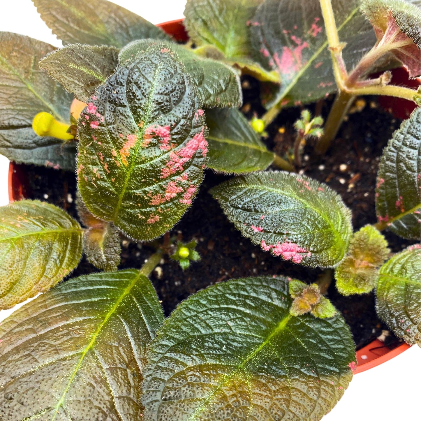 Harmony Foliage Episcia Spring's Symphony Flame Violet 6 inch