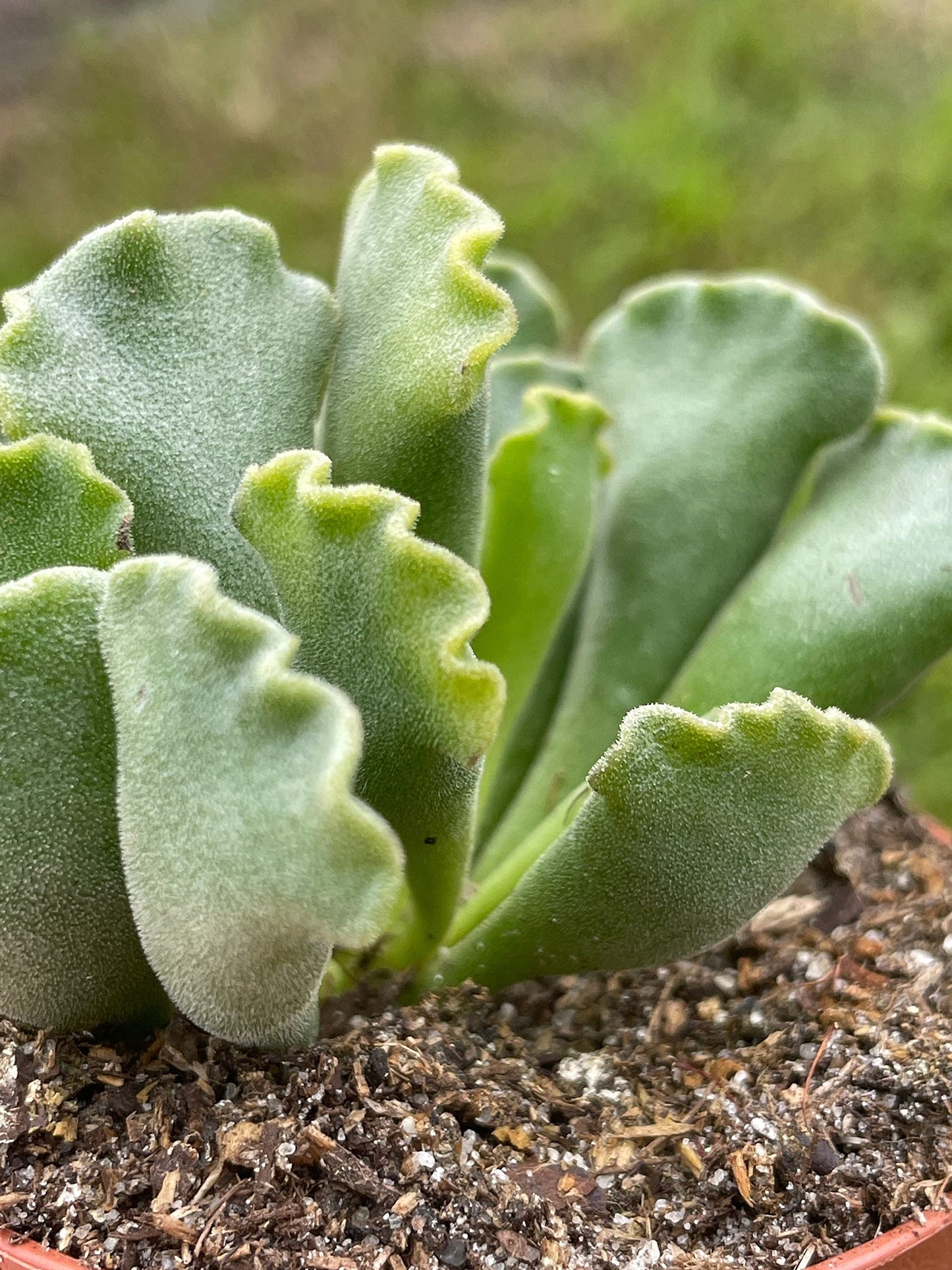 Crinkle Leaf Plant, Very Filled 3 inch Pot, Adromischus cristatus, Key Lime Pie Succulent