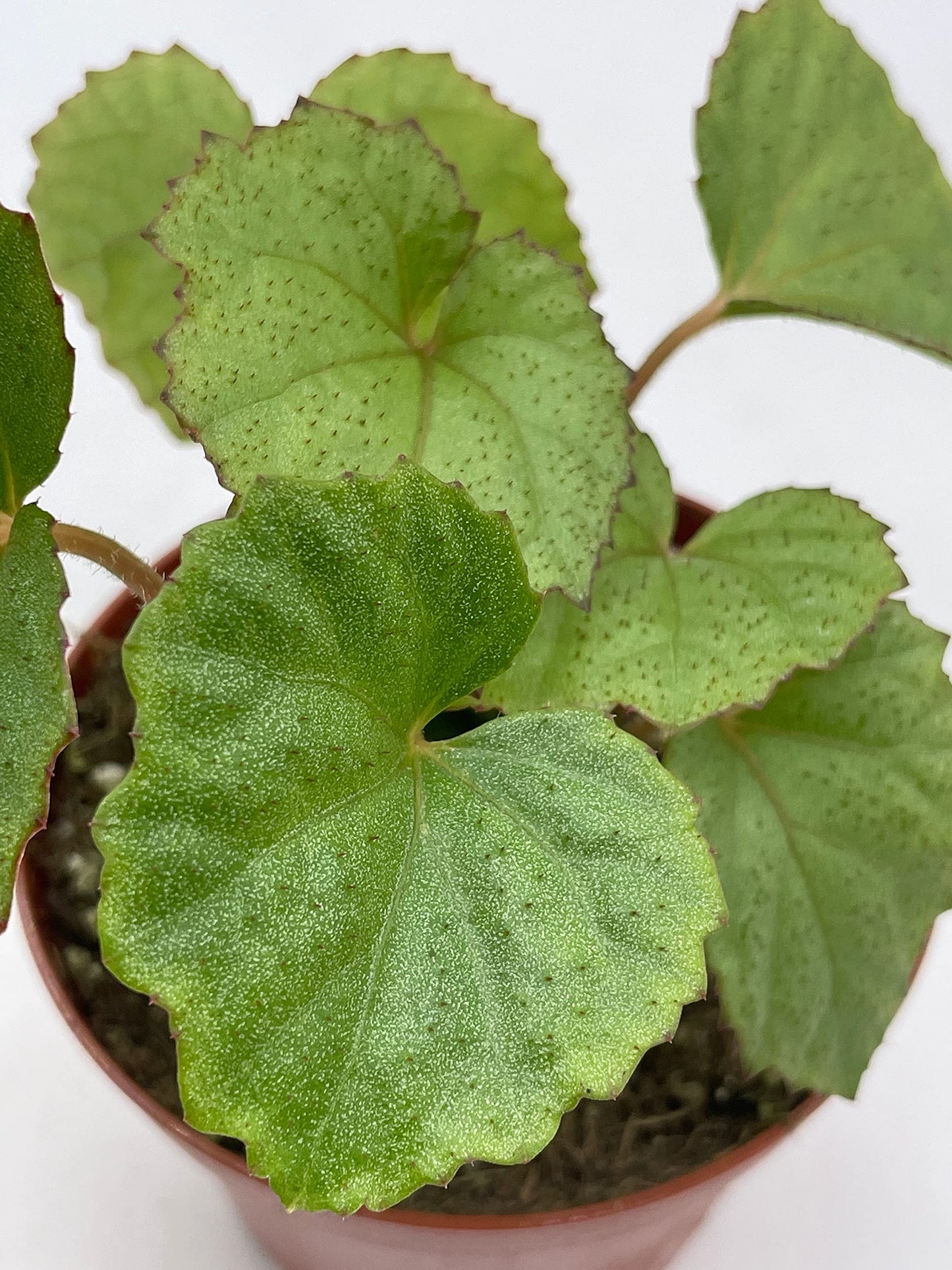 BubbleBlooms Harmony's Miri, Begonia Rex, 4 inch, Red Hairs, Painted-Leaf Begonia, Unique Homegrown Exclusive