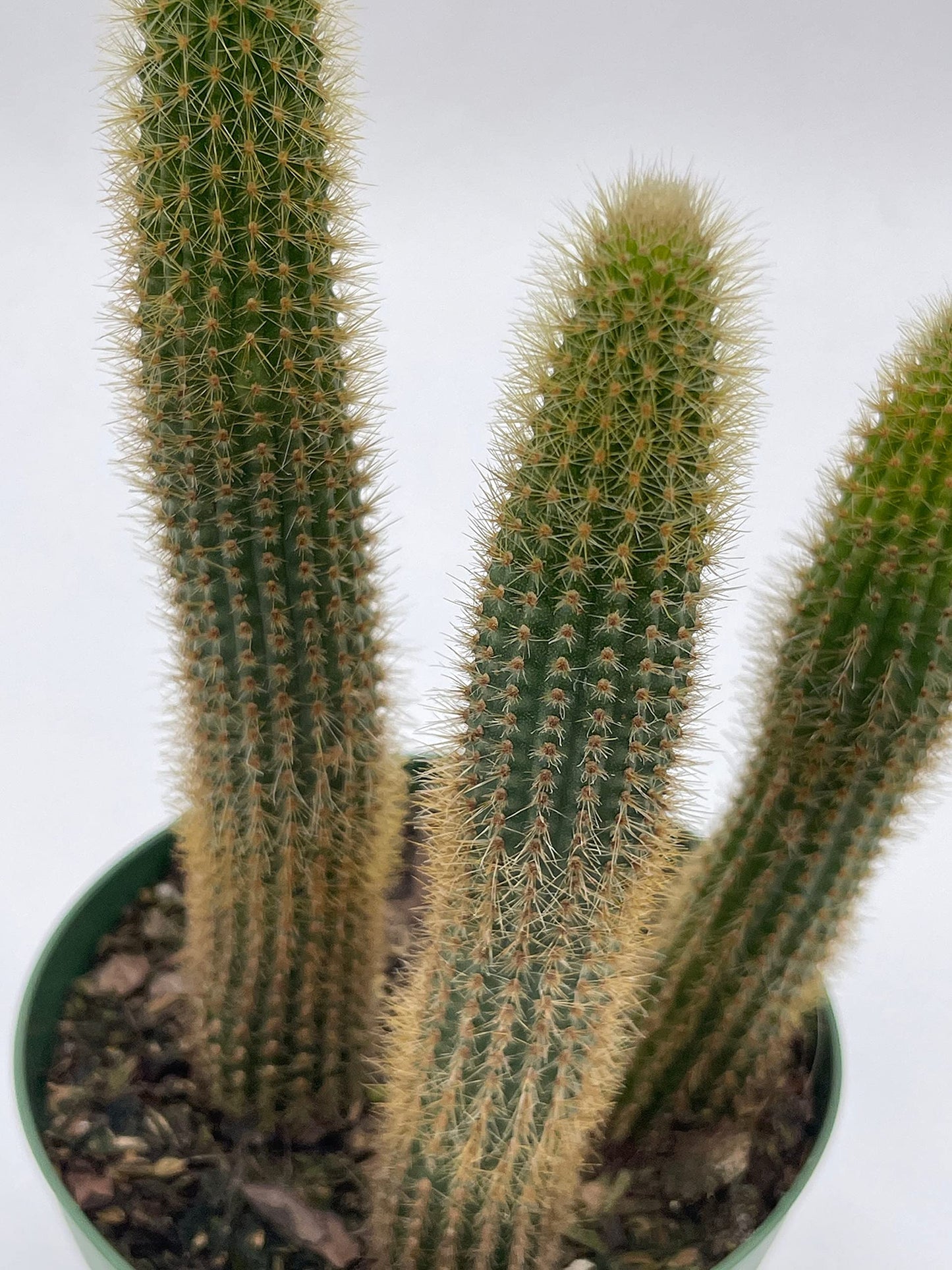 Golden Column, Echinopsis Spachiana, 4 inch