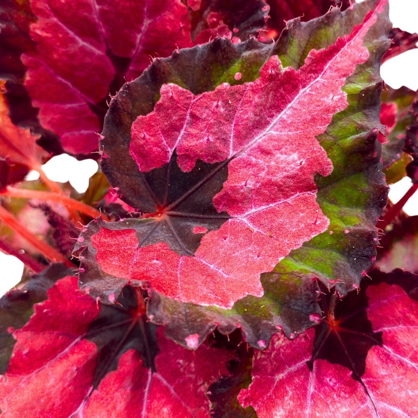 Harmony Foliage Begonia Rex Harmony's Red Velvet 4 inch