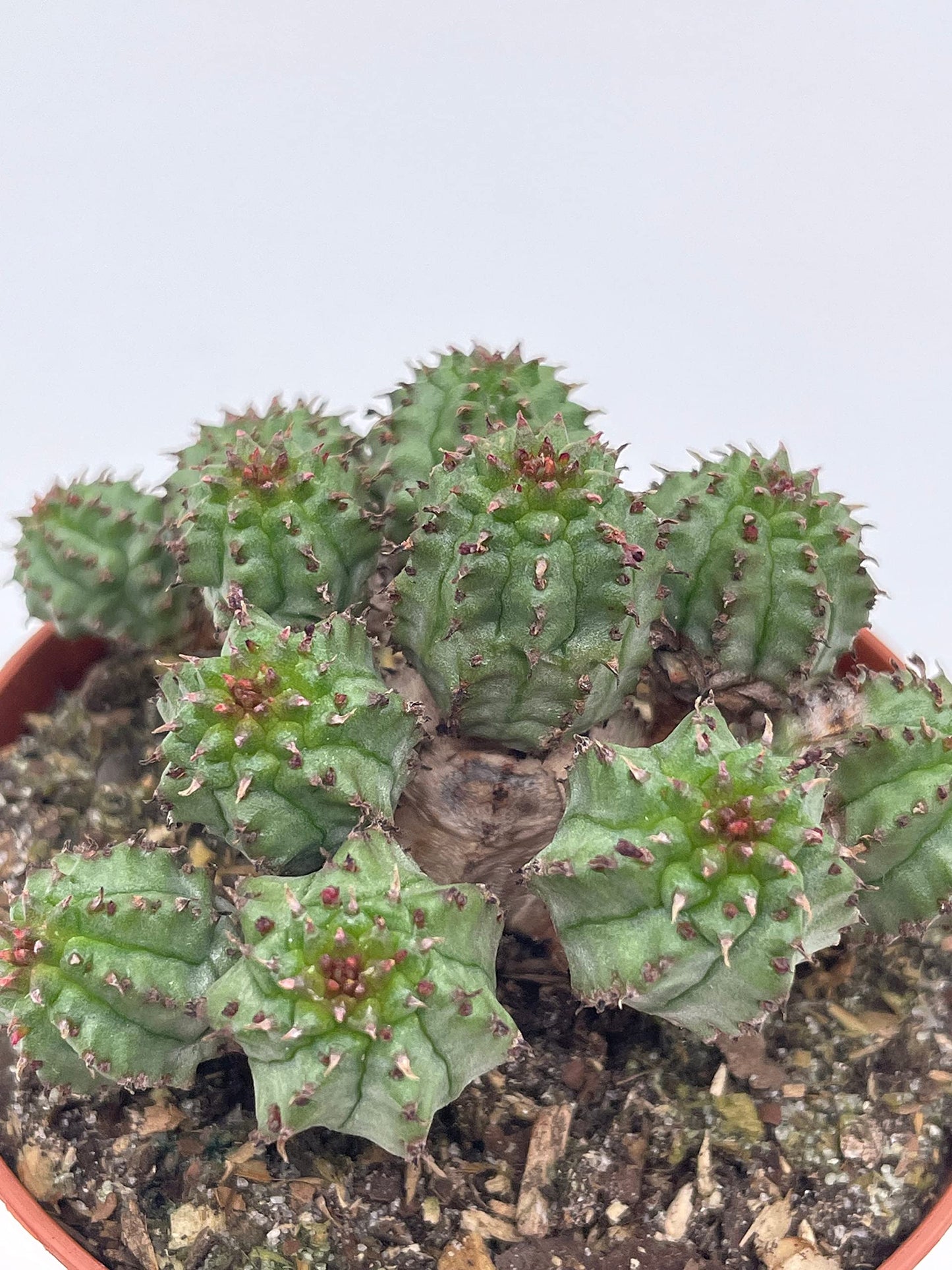 Euphorbia Horrida, 3 inch, African Milk Barrel