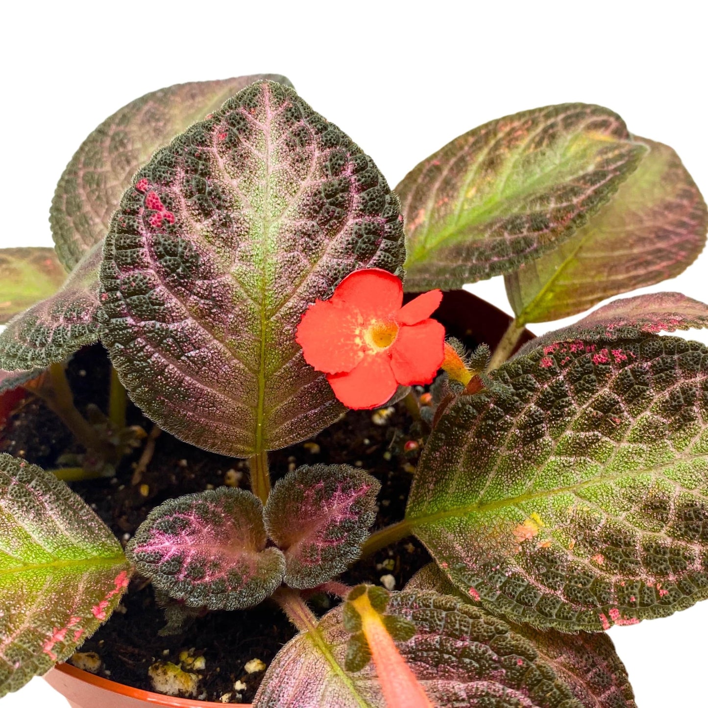 Harmony Foliage Episcia Temptation Purple Flame Violet 6 inch