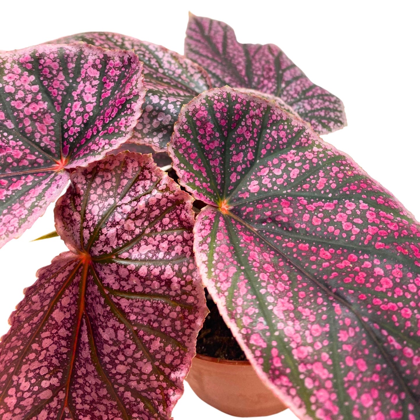 Harmony Foliage Maurice Amey Angel Wing Begonia 4 inch