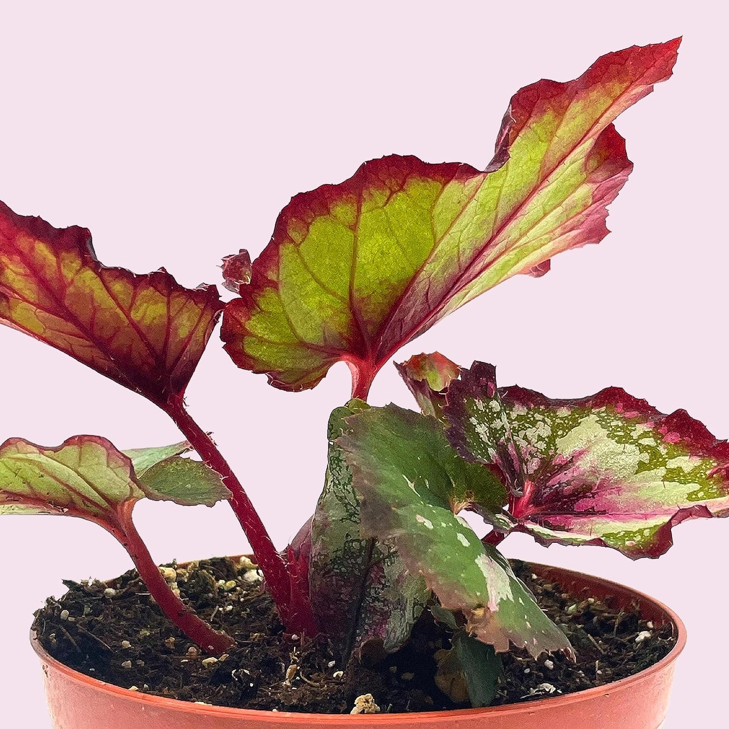 Harmony's First Kiss Series, Begonia Rex 4 inch Pot, Pink Center and Band, Green White Splash grower's Choice